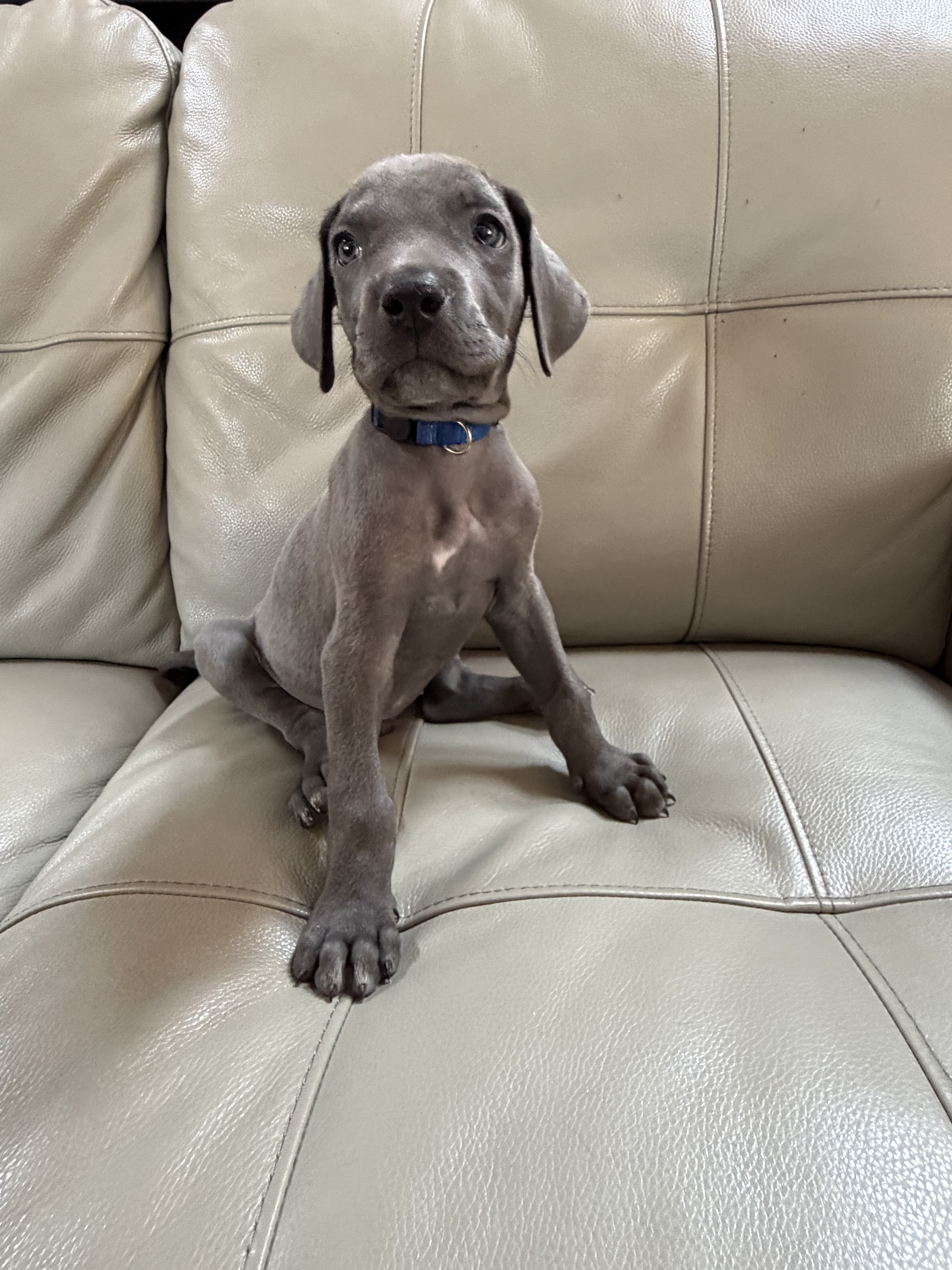 Great Weimaraner Puppies-Columbus,MT image 6
