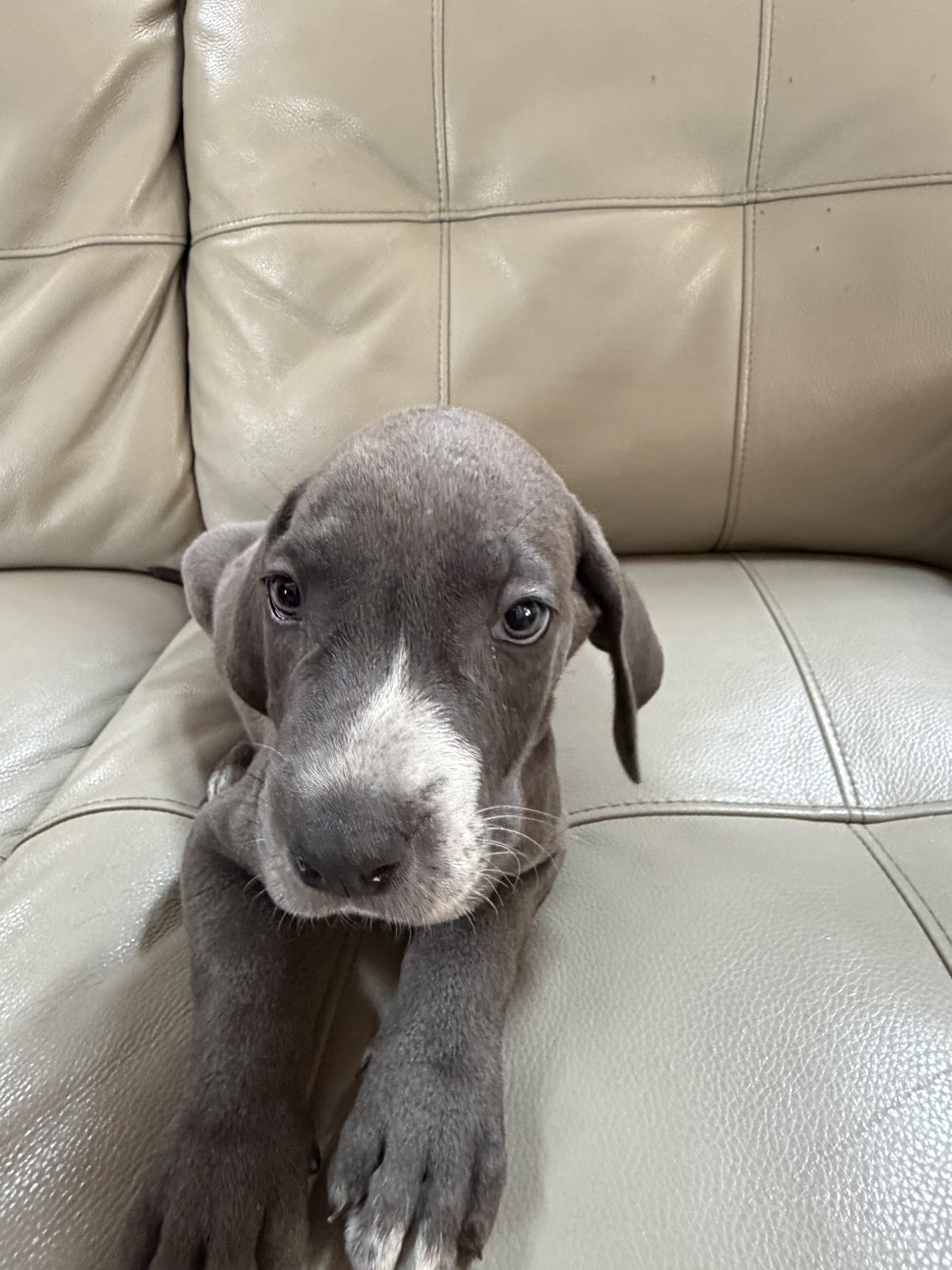 Great Weimaraner Puppies-Columbus,MT image 3