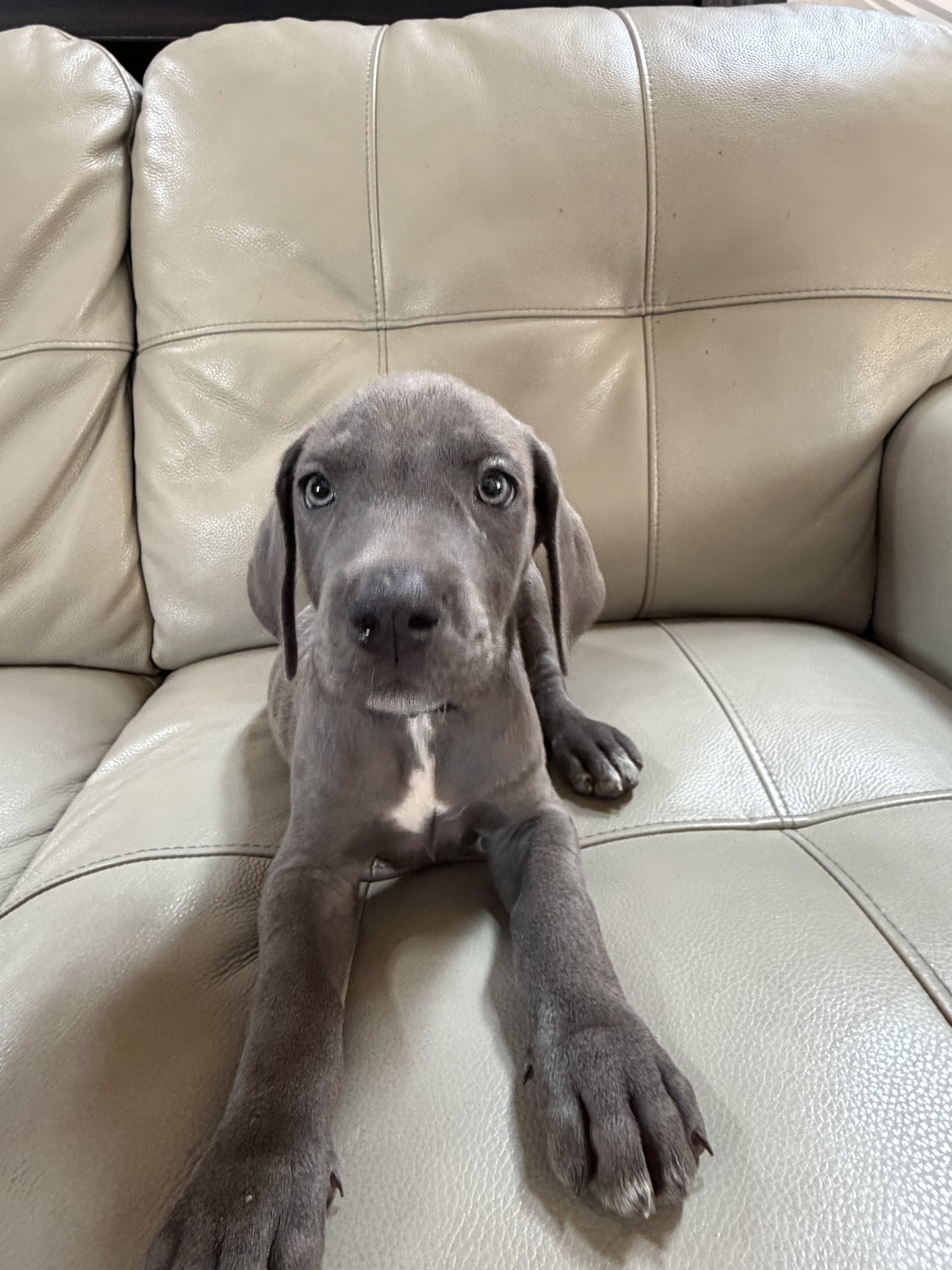 Great Weimaraner Puppies-Columbus,MT image 2