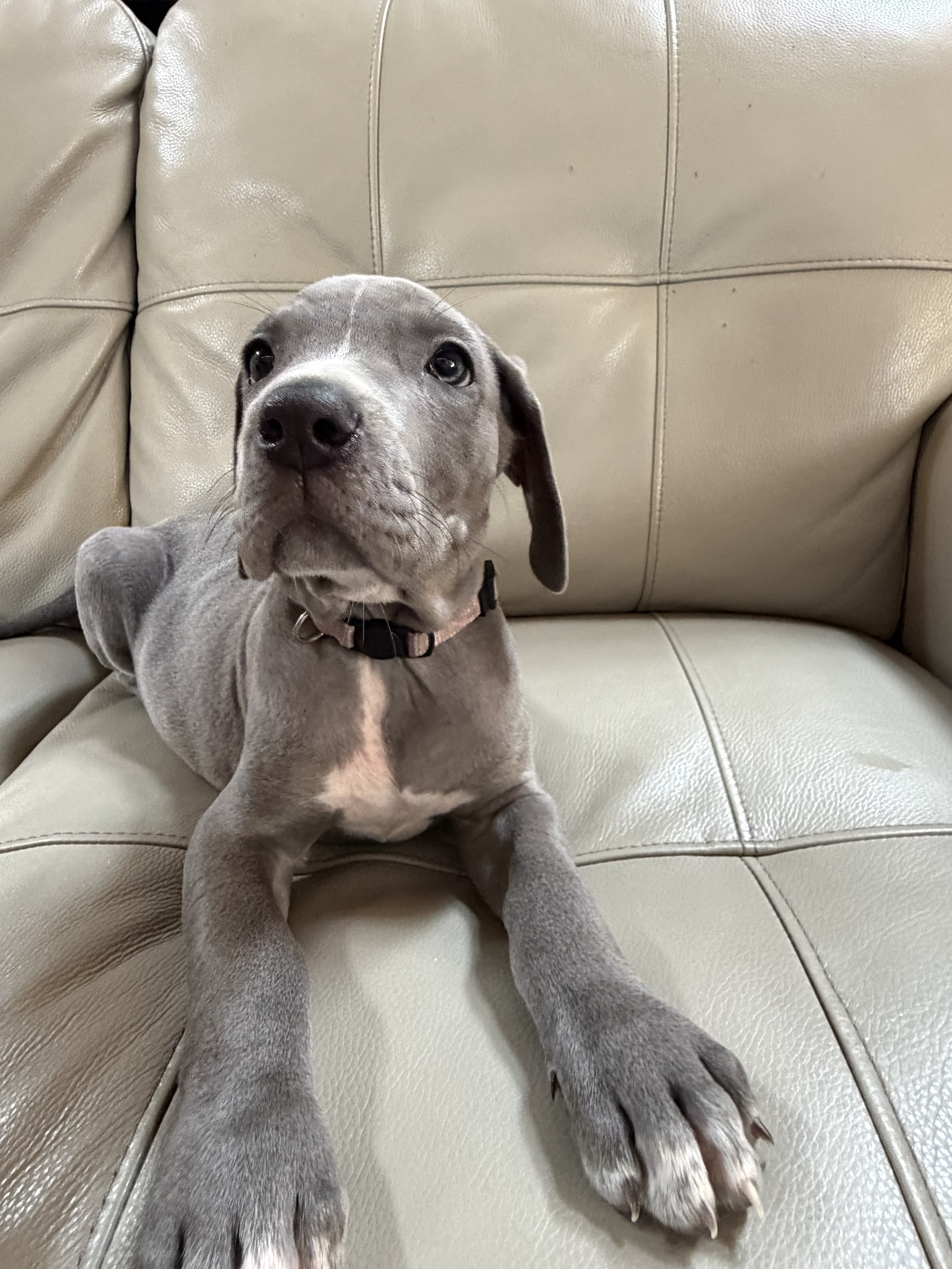 Great Weimaraner Puppies-Columbus,MT image 1
