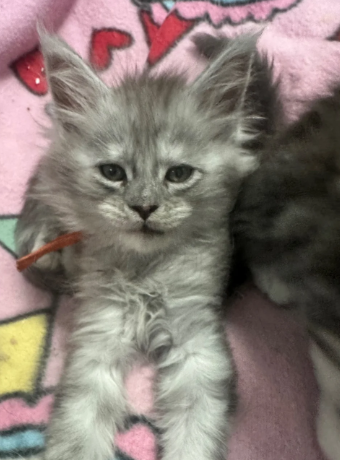 Beautiful Maine Coon Kittens image 1