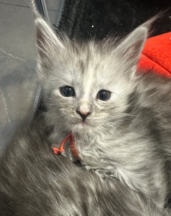 Beautiful Maine Coon Kittens image 2