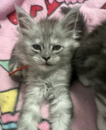 Beautiful Maine Coon Kittens image 4