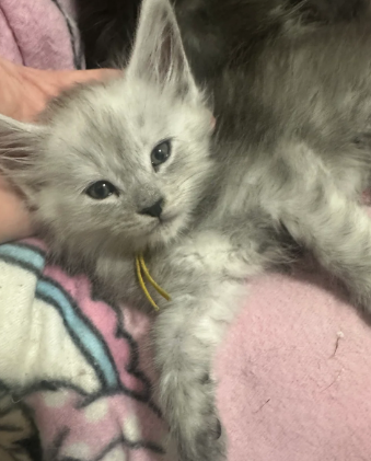 Beautiful Maine Coon Kittens image 5