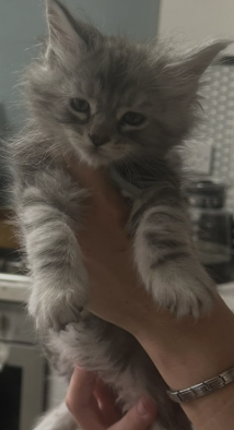 Beautiful Maine Coon Kittens image 6