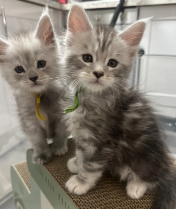 Beautiful Maine Coon Kittens image 7