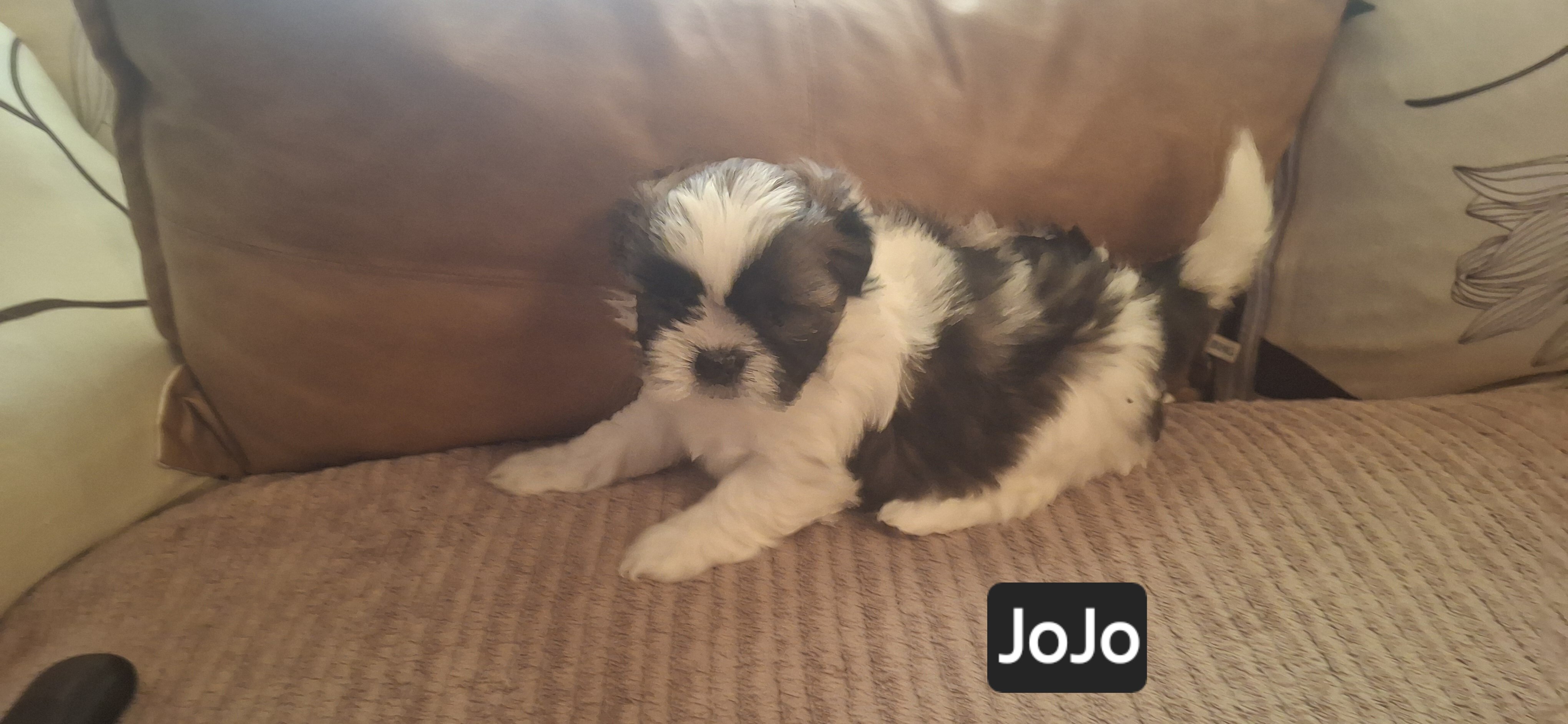 Shih Tzus image 2