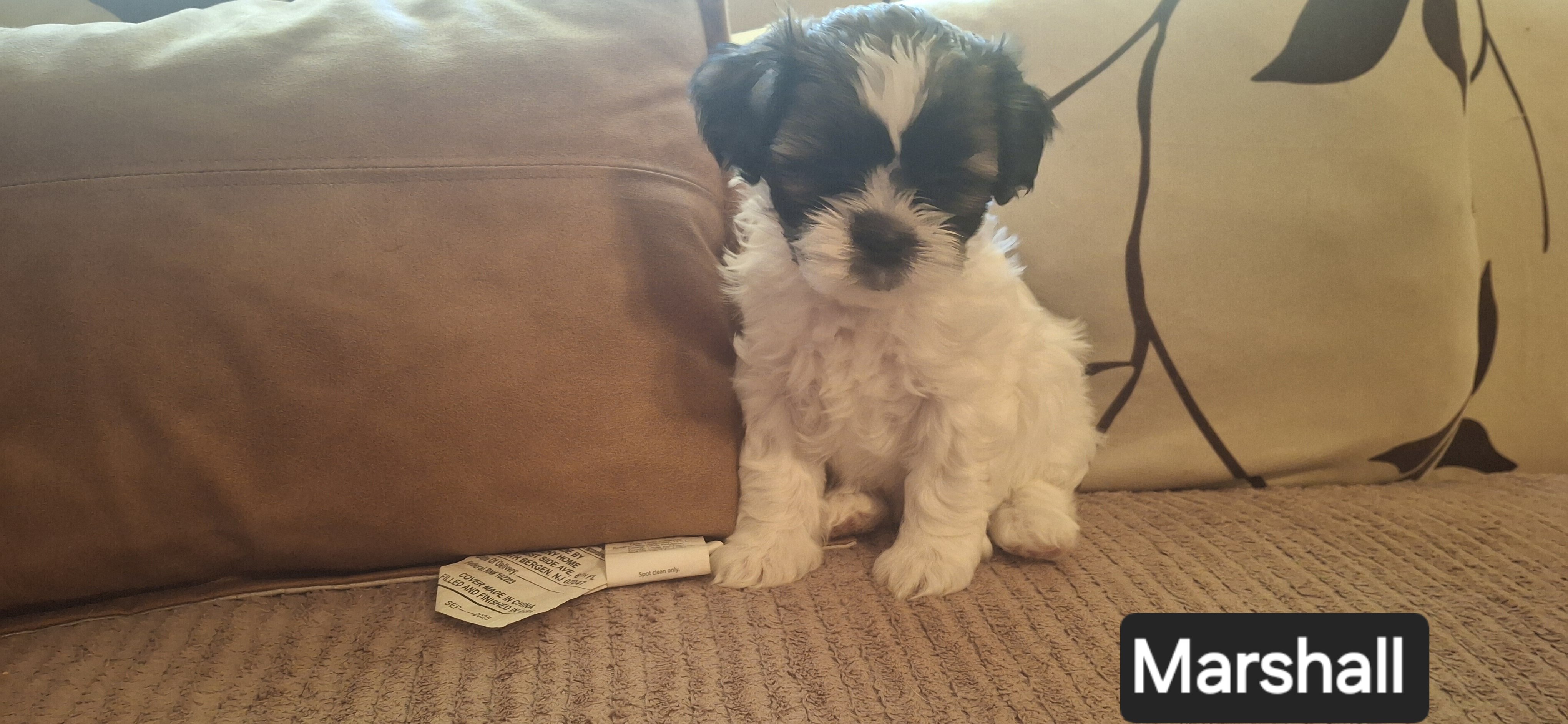 Shih Tzus image 7