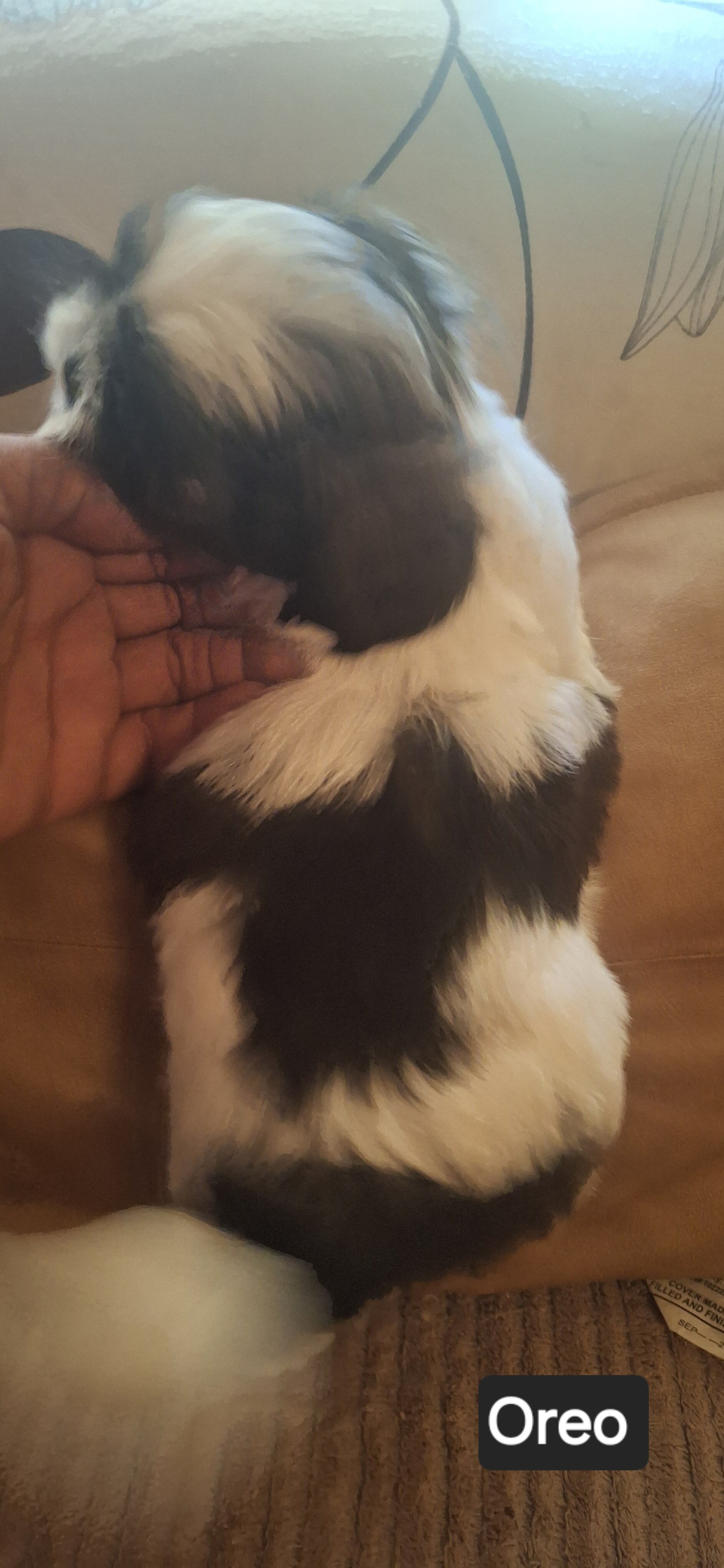 Shih Tzus image 9