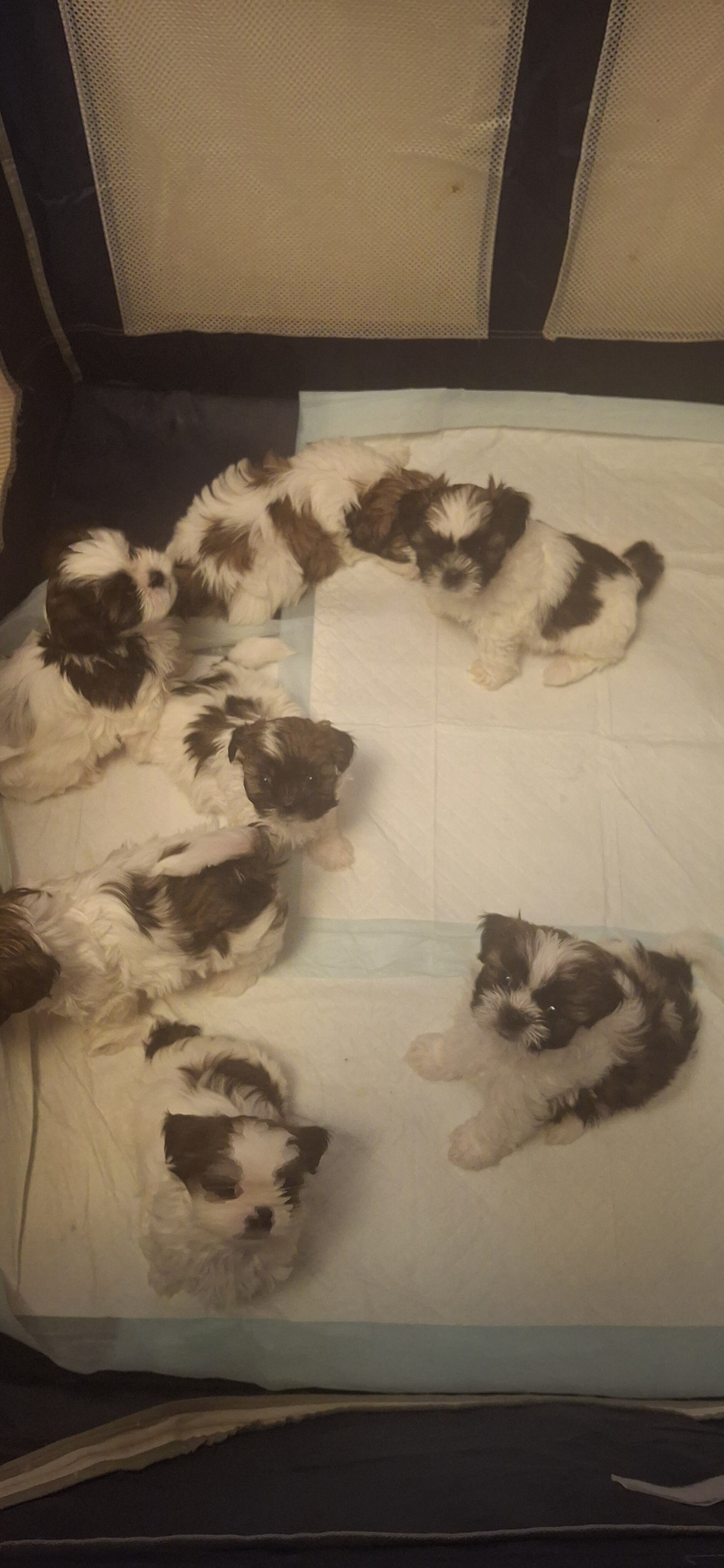 Shih Tzus image 10