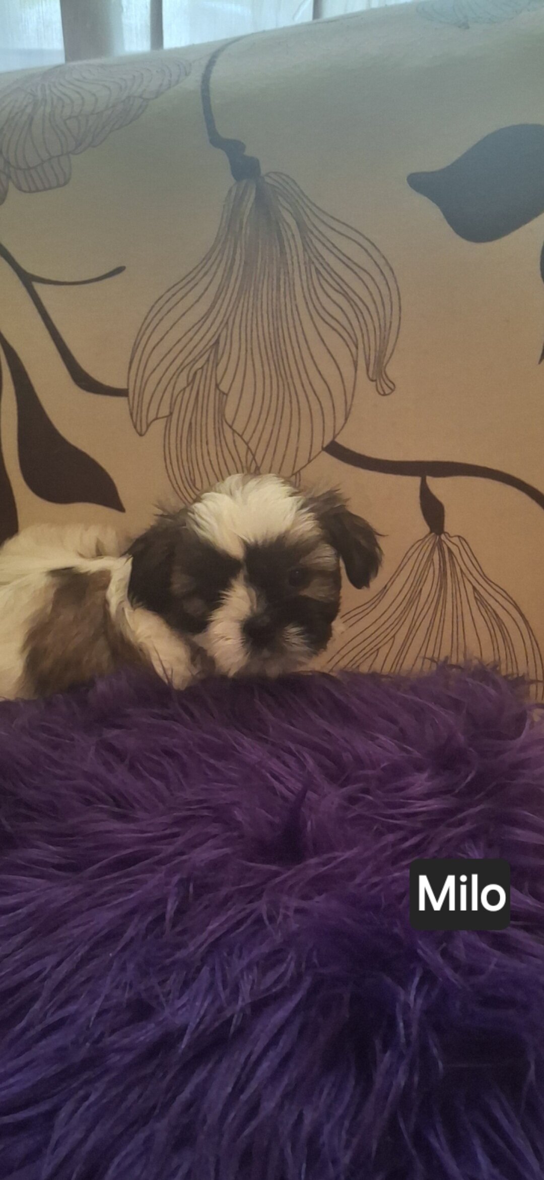 Shih Tzus image 4