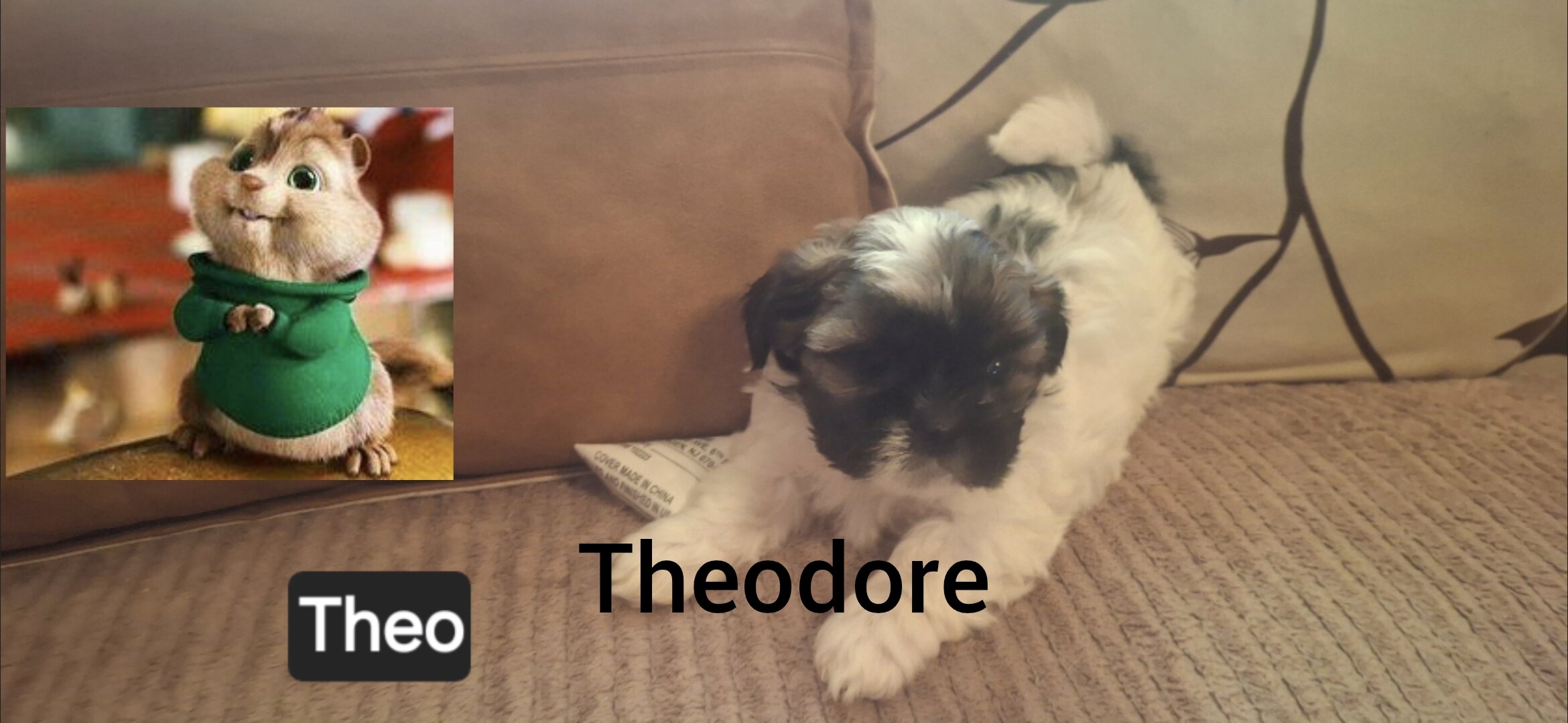Shih Tzus image 3