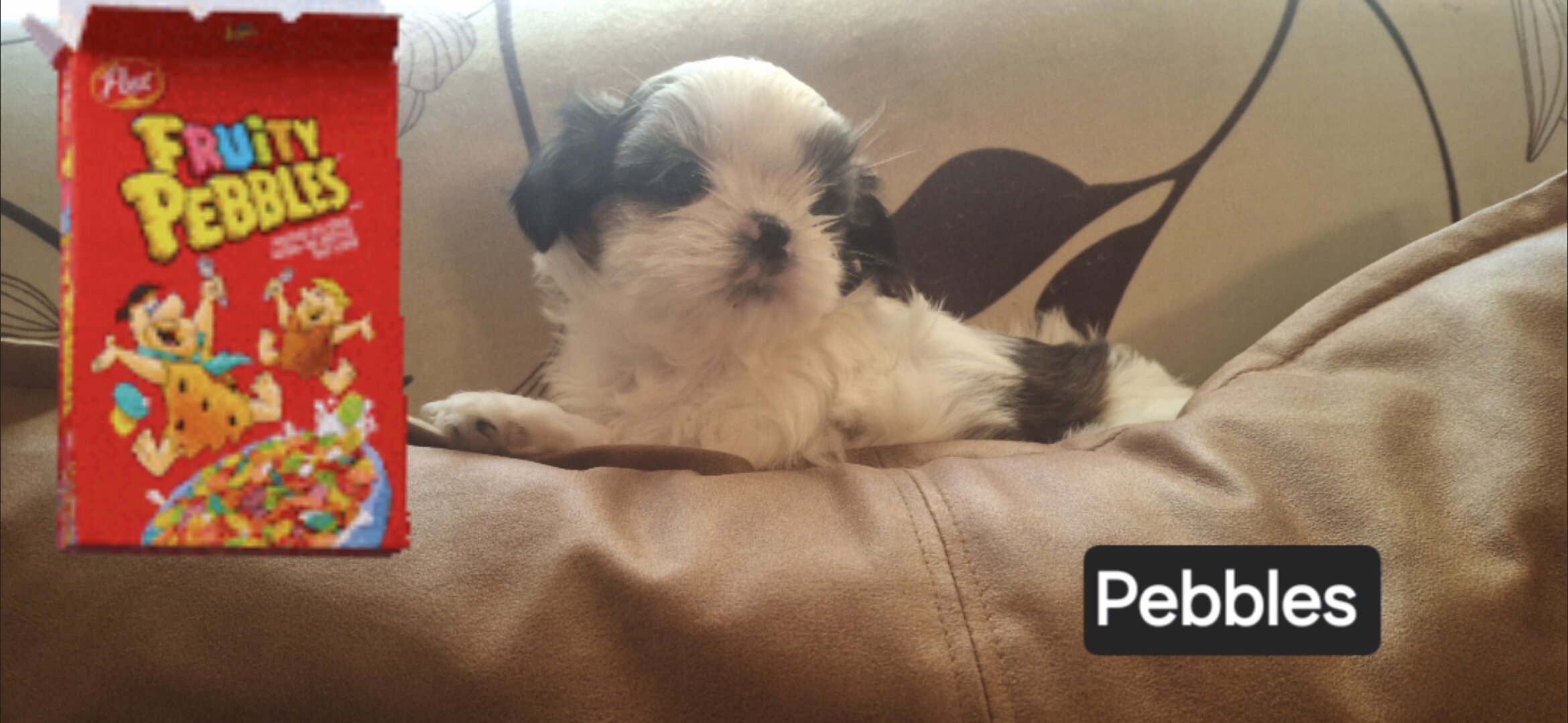 Shih Tzus image 5