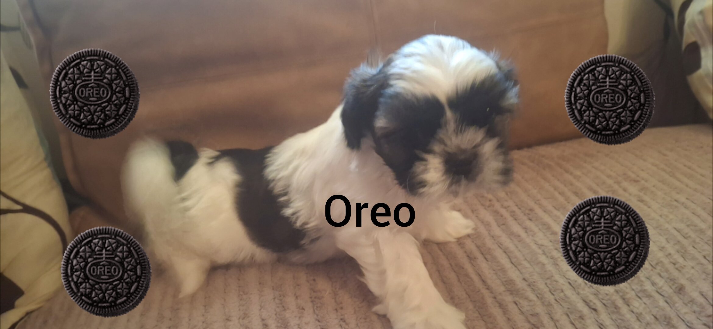 Shih Tzus image 1