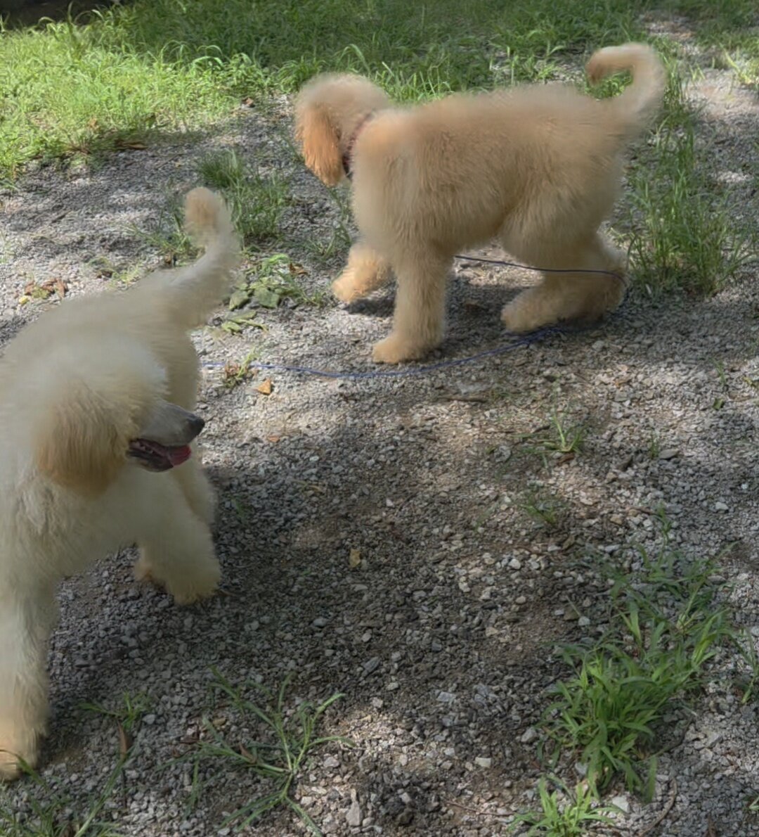 CKC Standard Poodles image 3