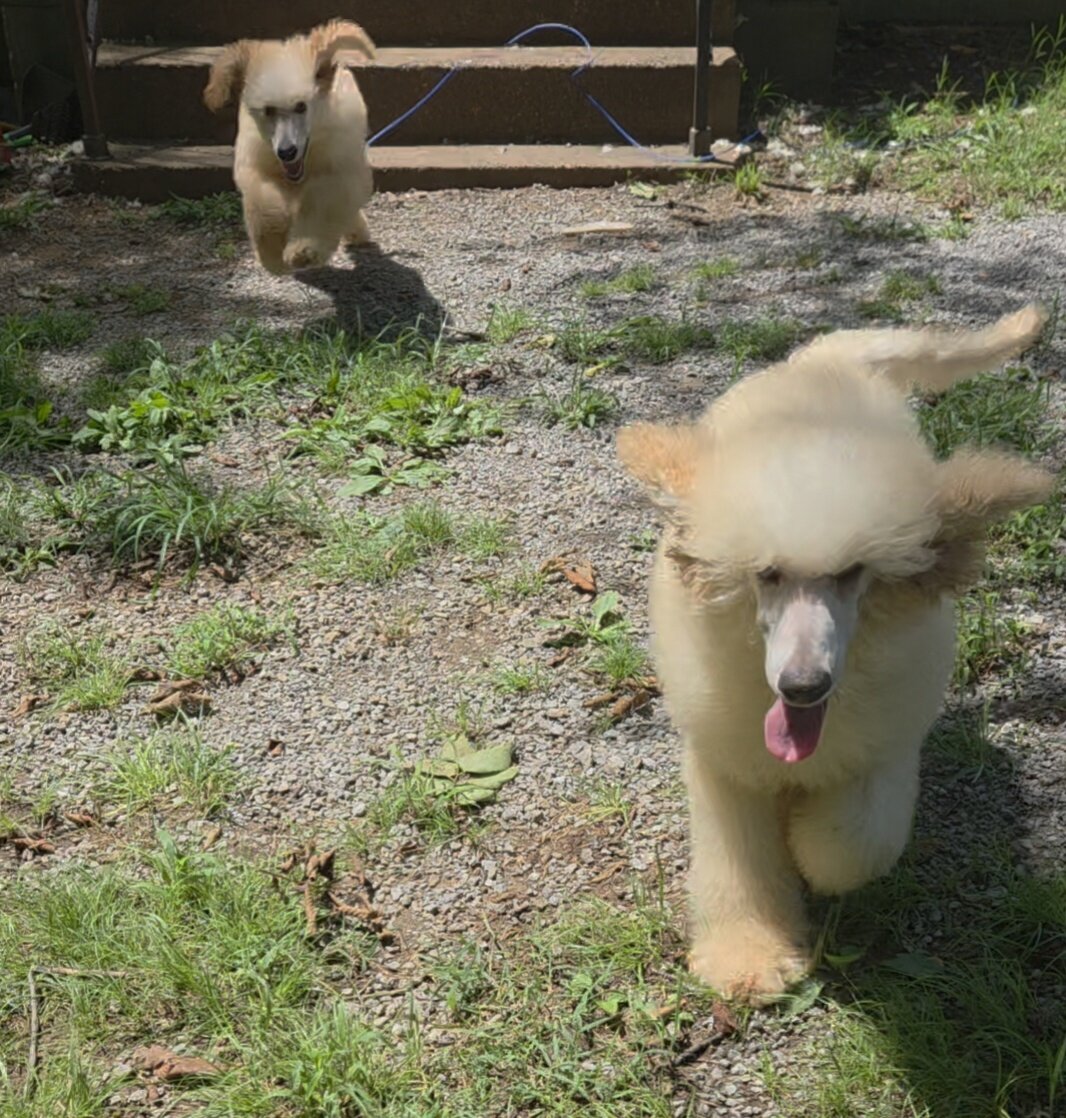 CKC Standard Poodles image 4