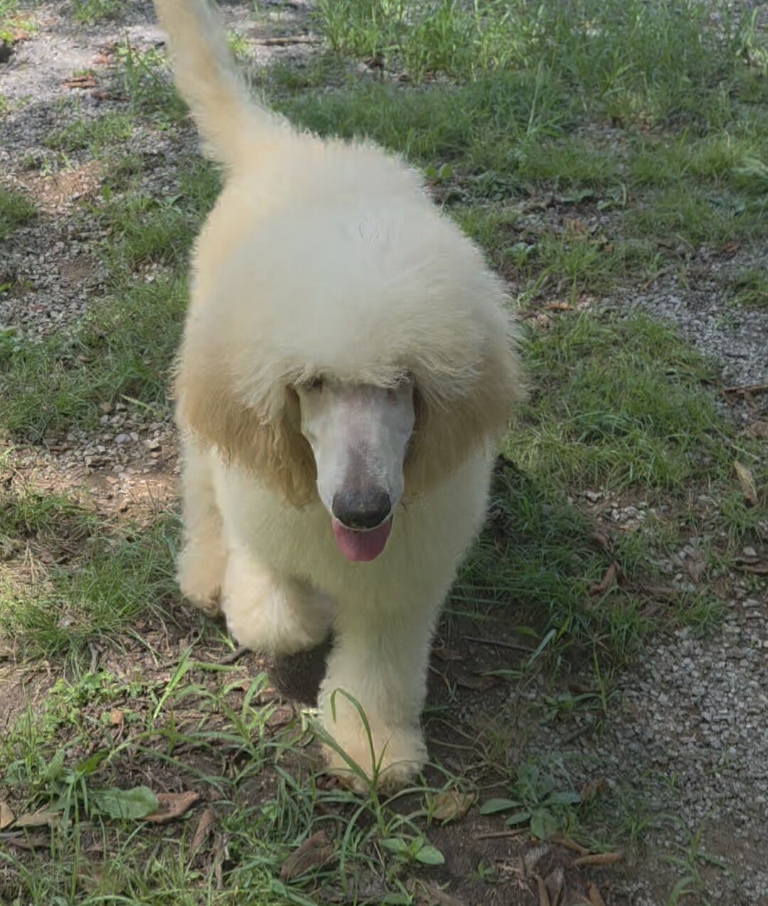 CKC Standard Poodles image 5