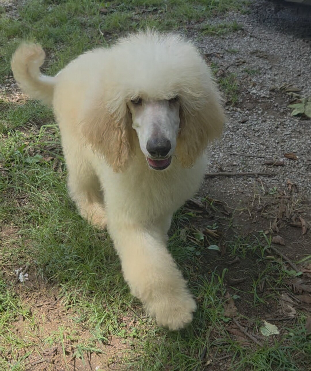 CKC Standard Poodles image 1