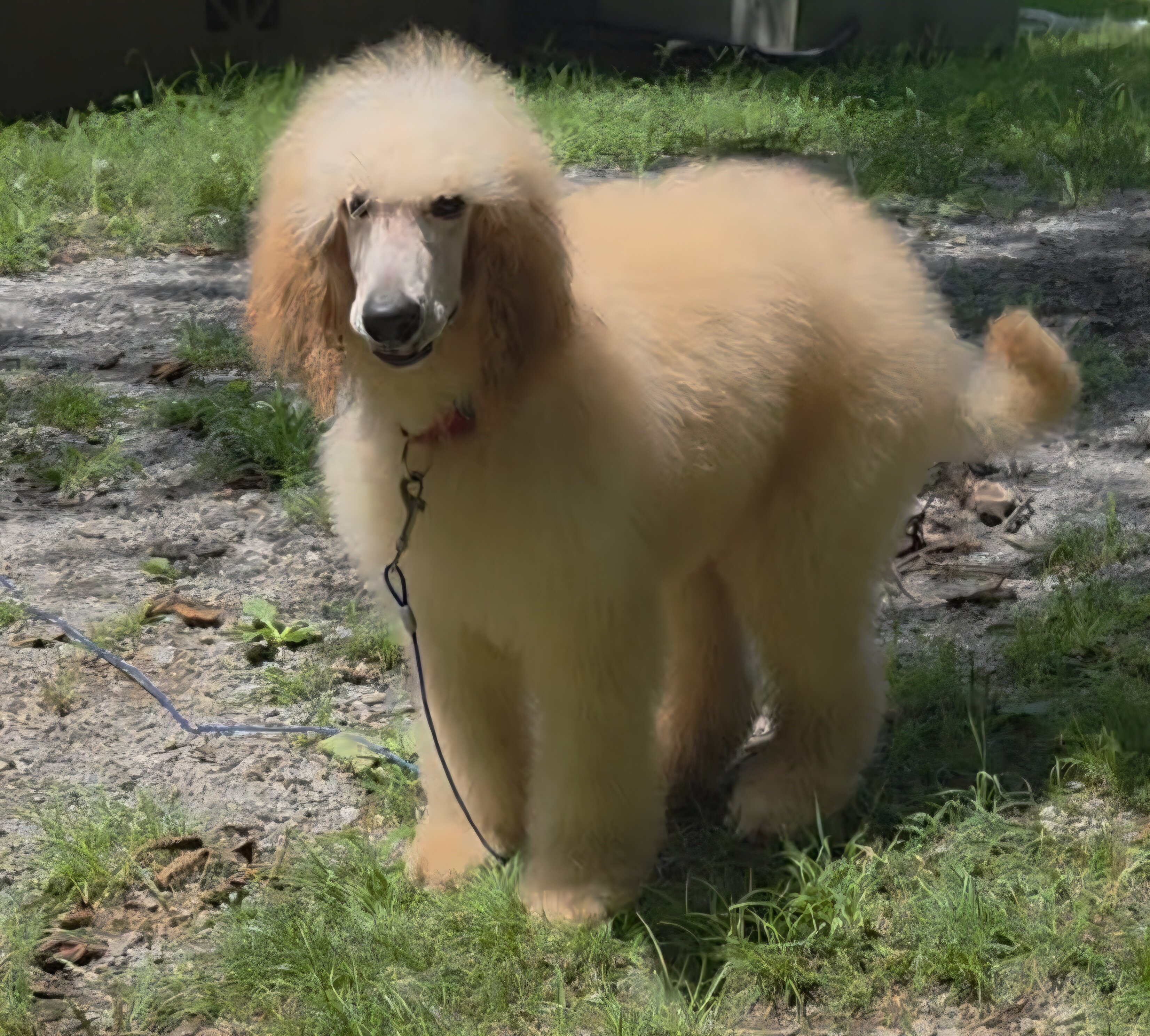 CKC Standard Poodles image 2