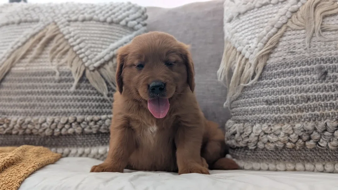 Golden Retriever image 1
