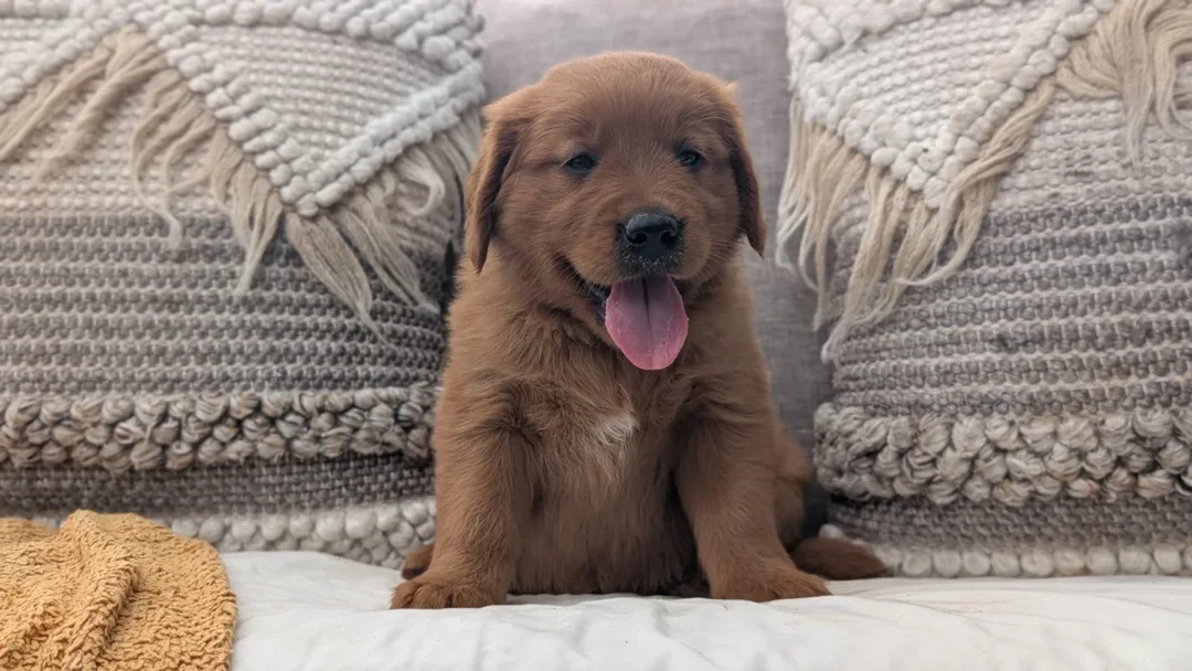 Golden Retriever image 2