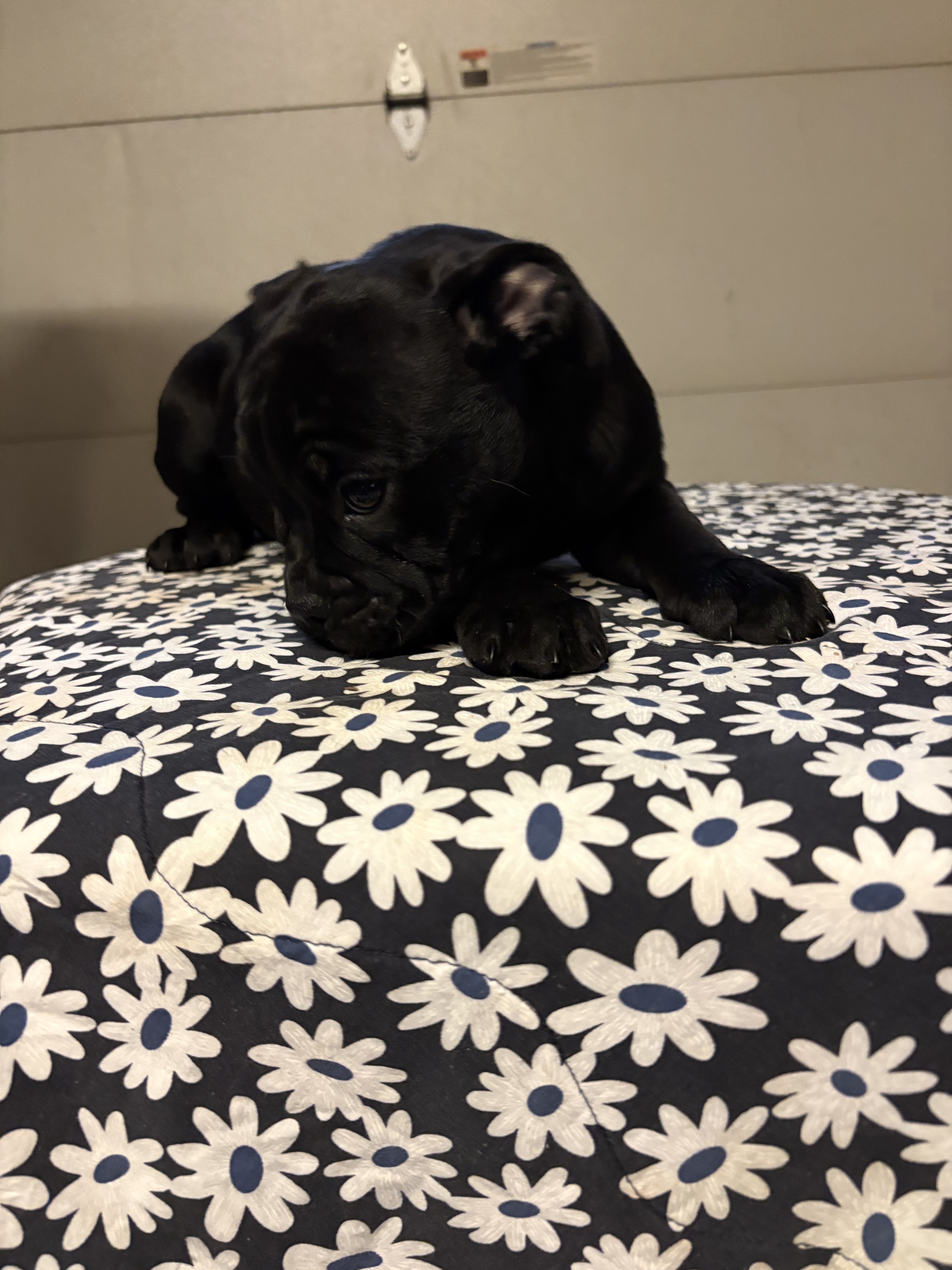 Micro Bully image 2