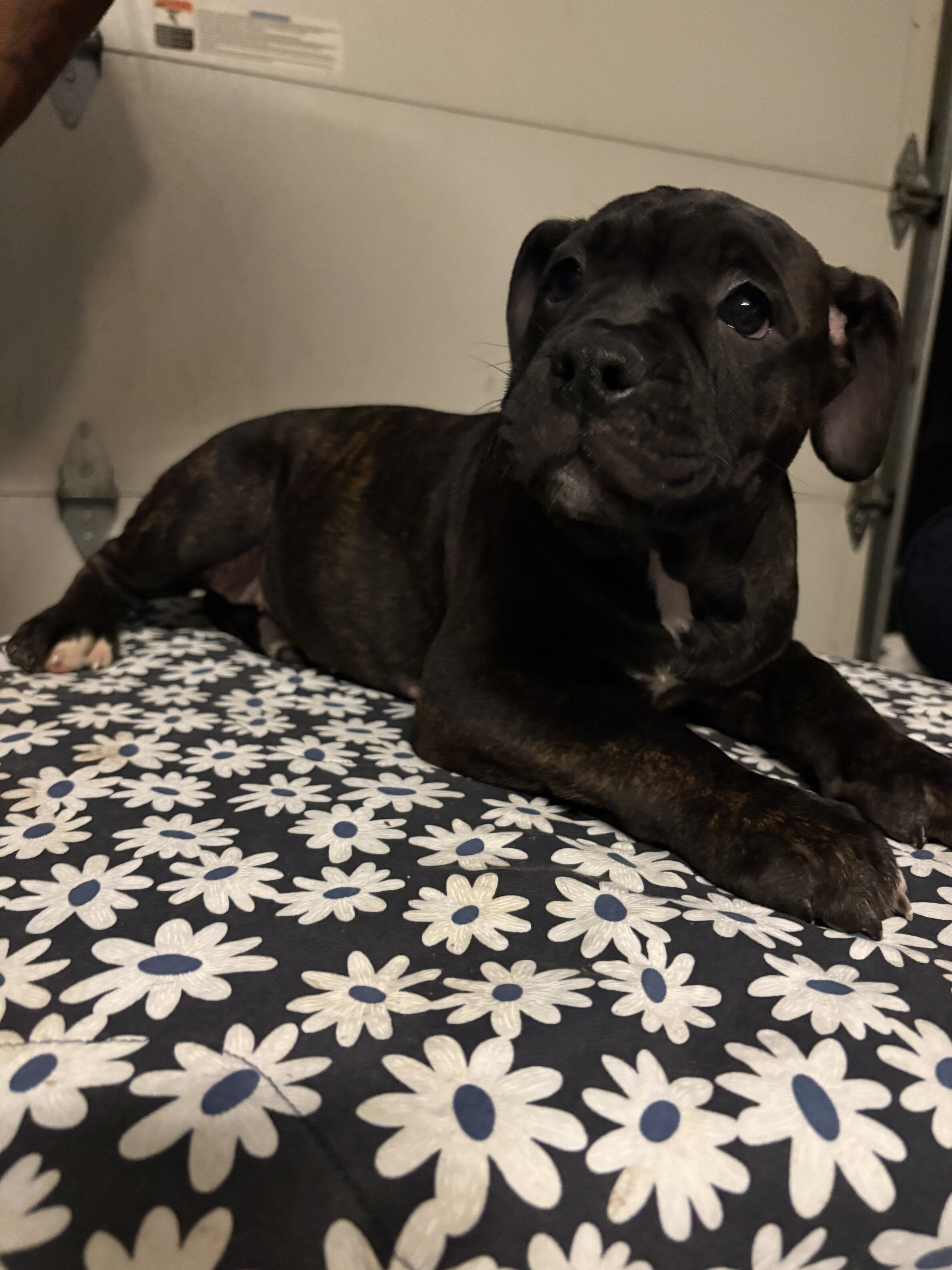 Micro Bully image 1