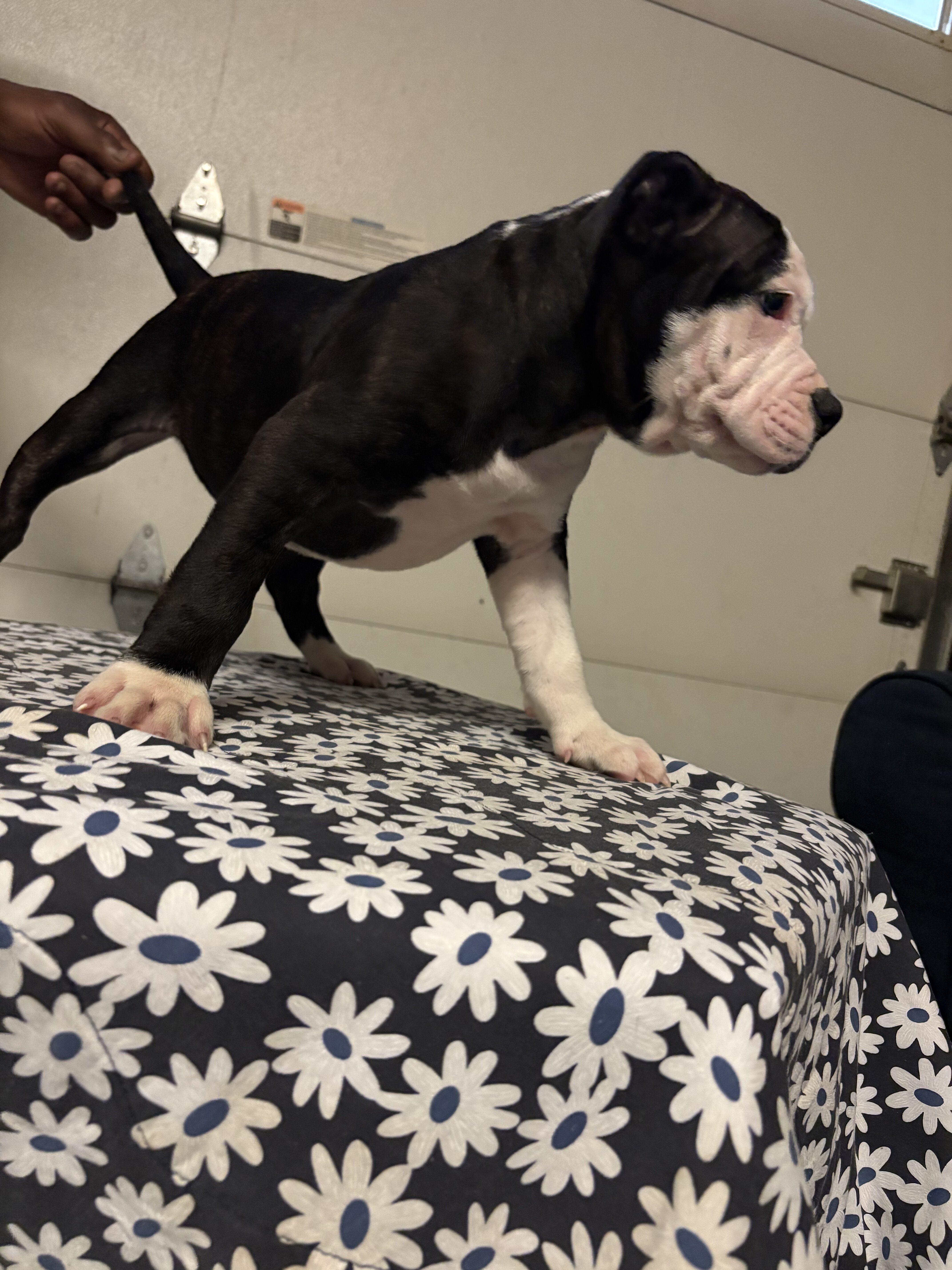 Micro Bully image 3