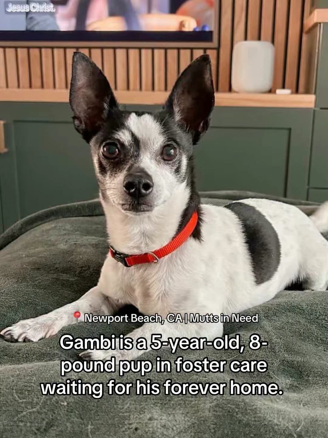 Dogs image 5