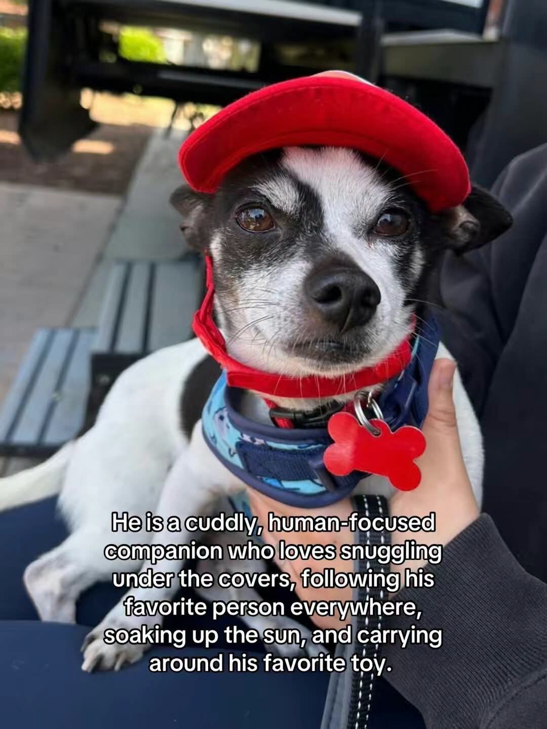Dogs image 4