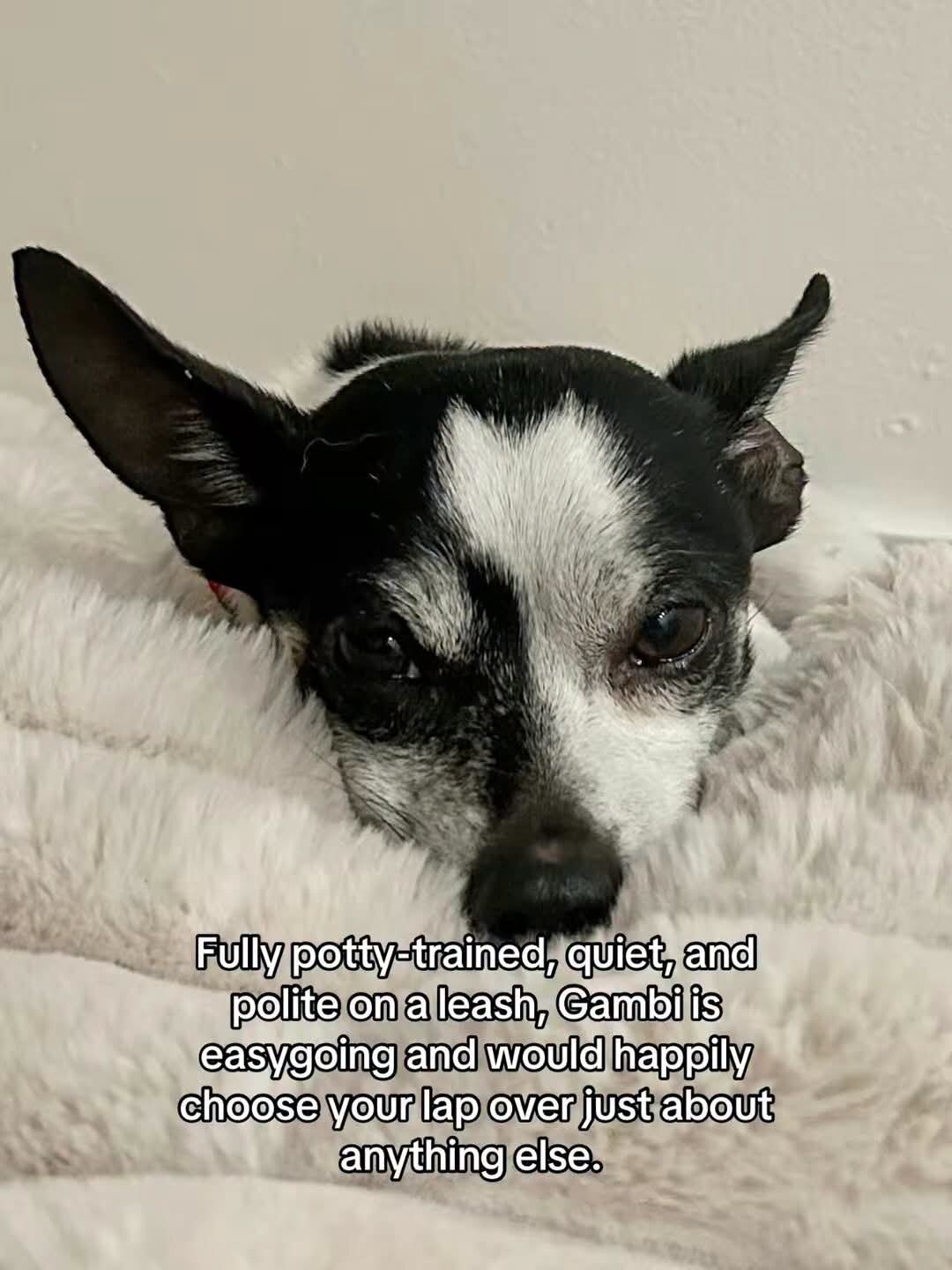 Dogs image 3