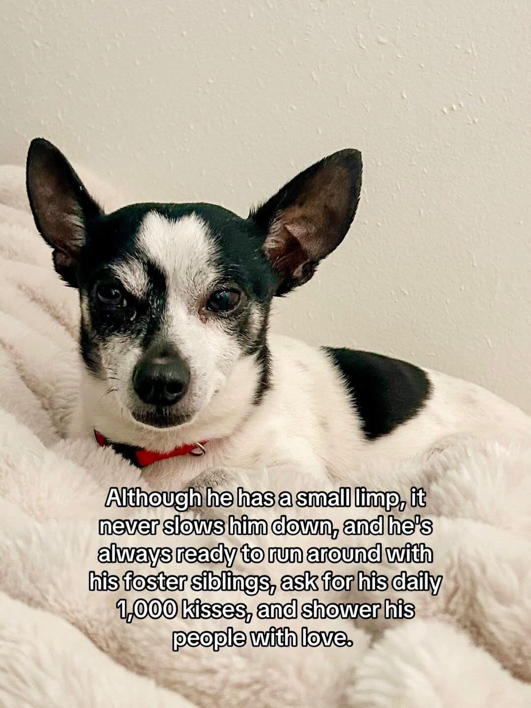 Dogs image 1
