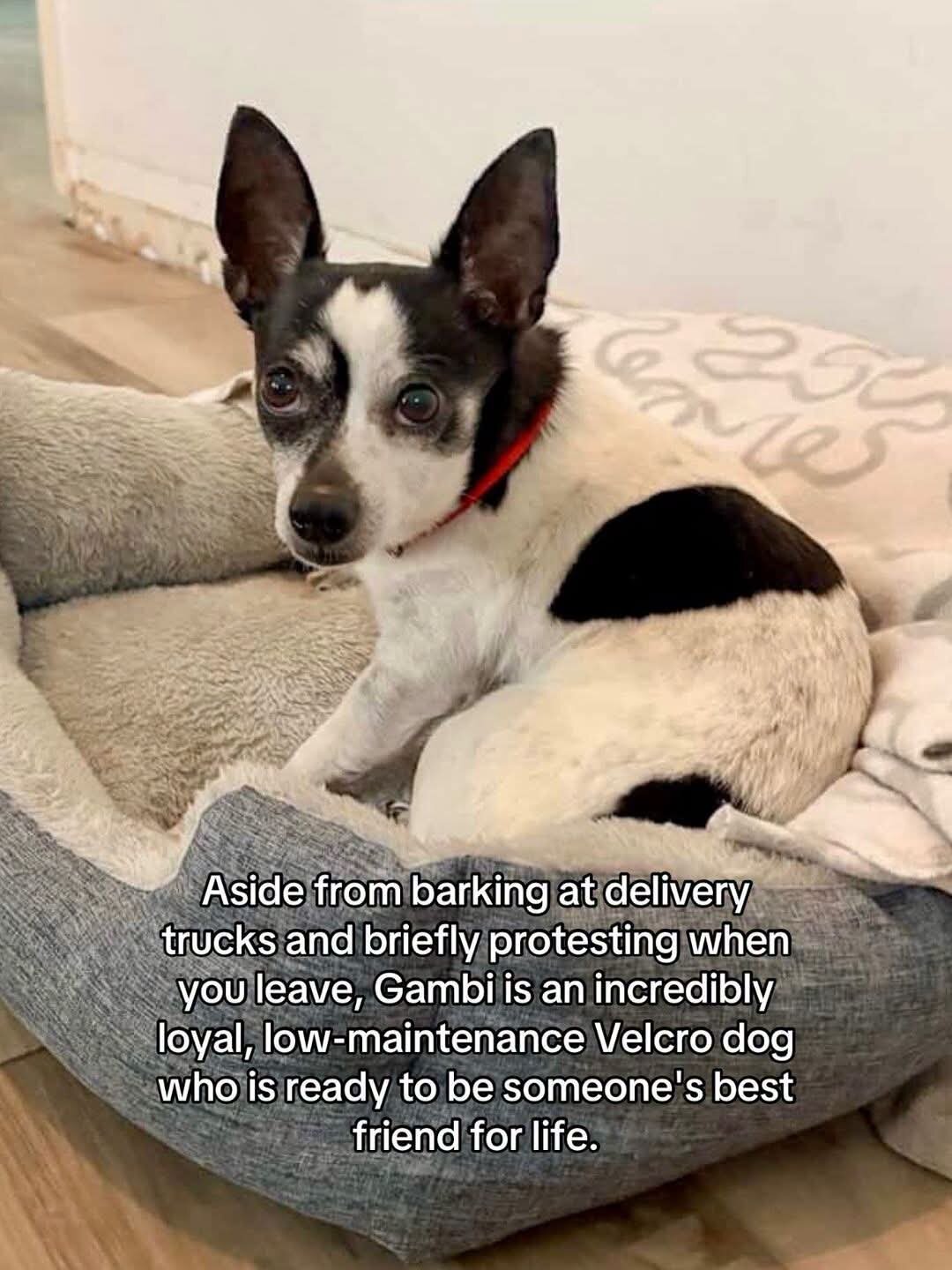 Dogs image 6