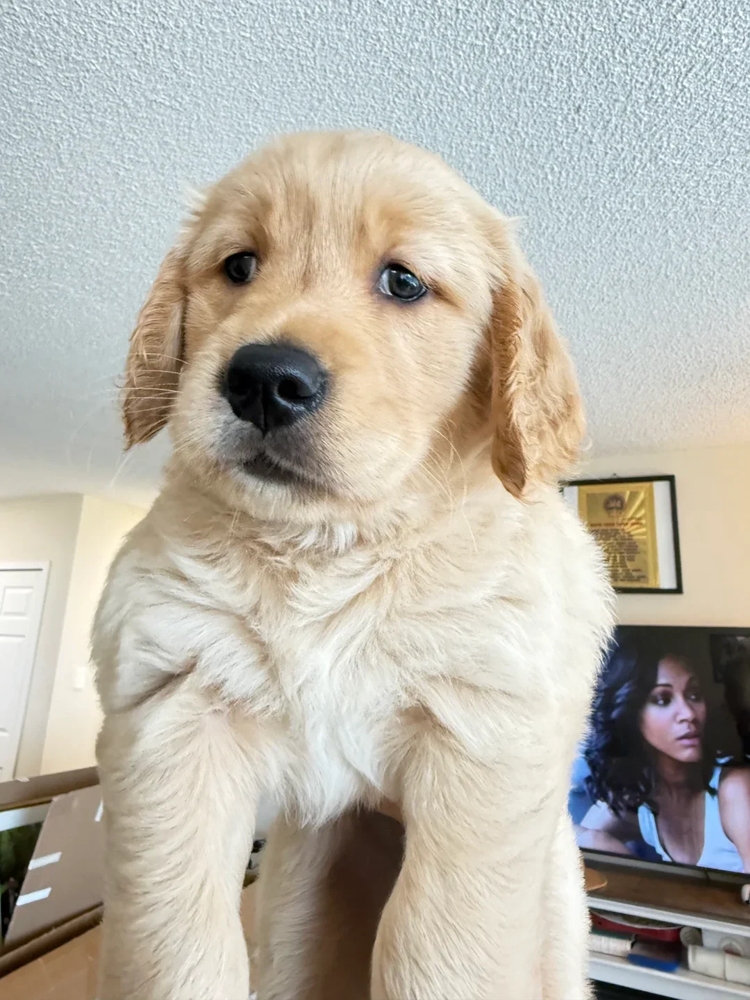 Golden Retriever for sale image 1