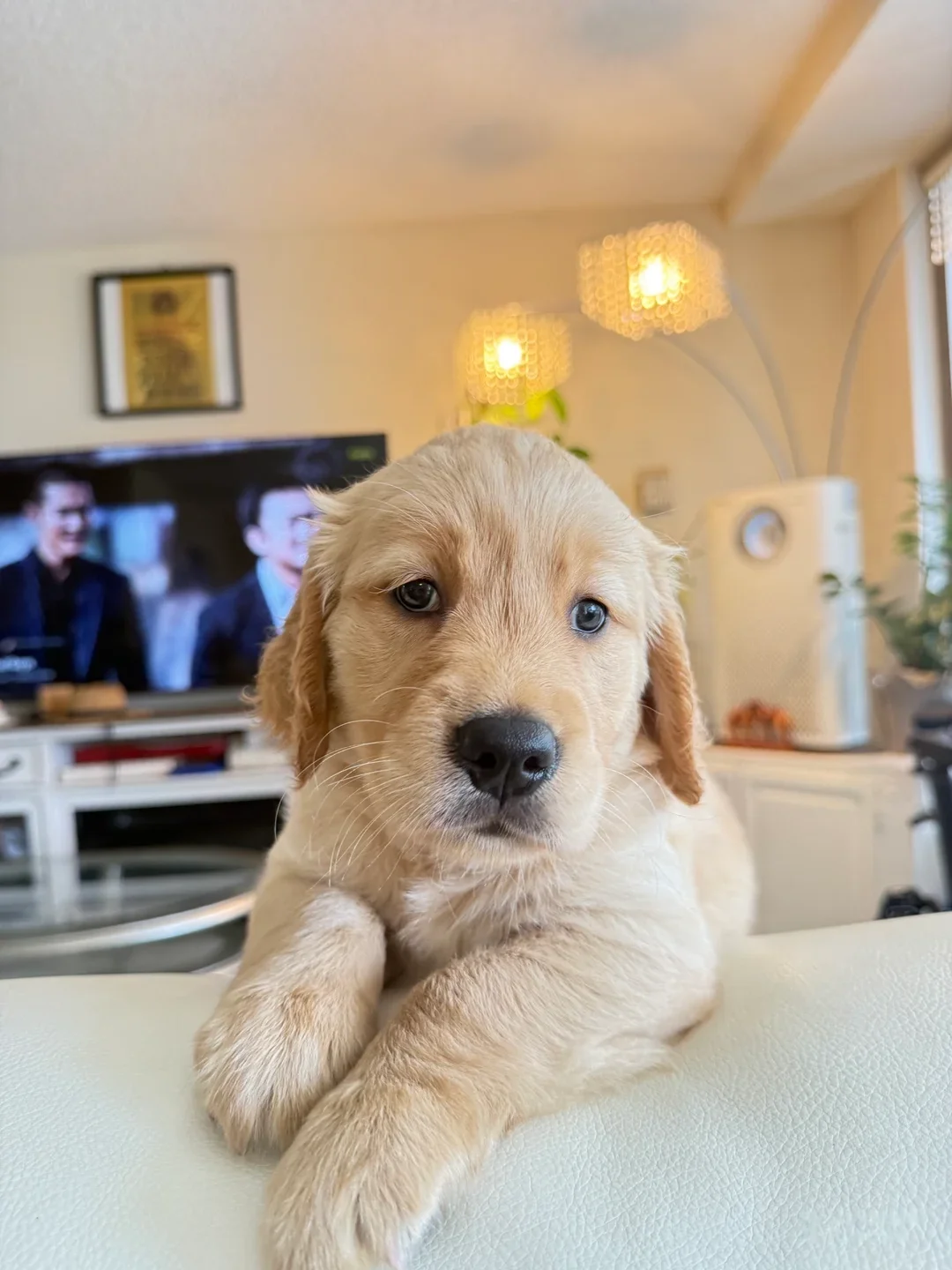 Golden Retriever for sale image 2