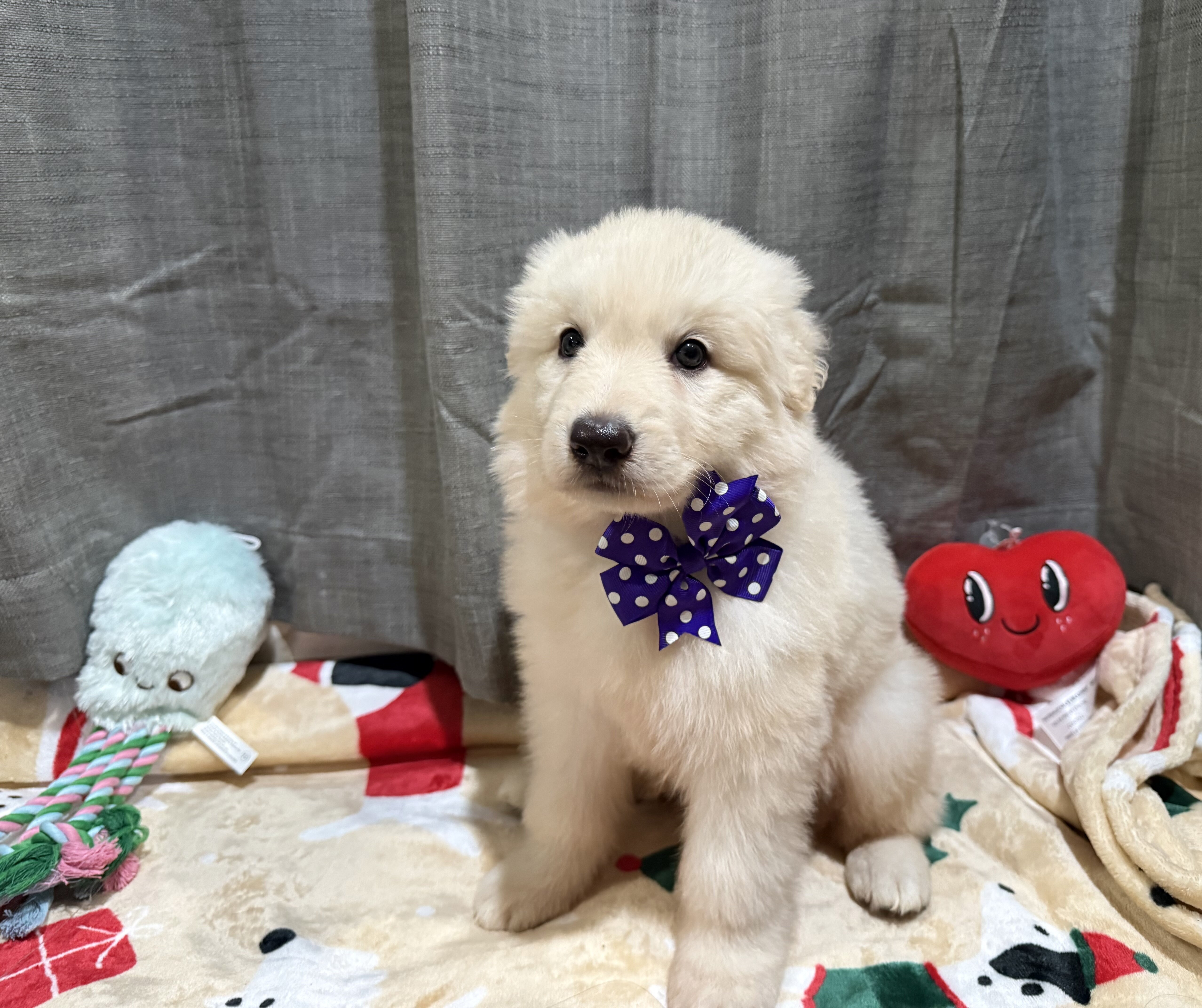 White German Shepherd-SOLD image 2