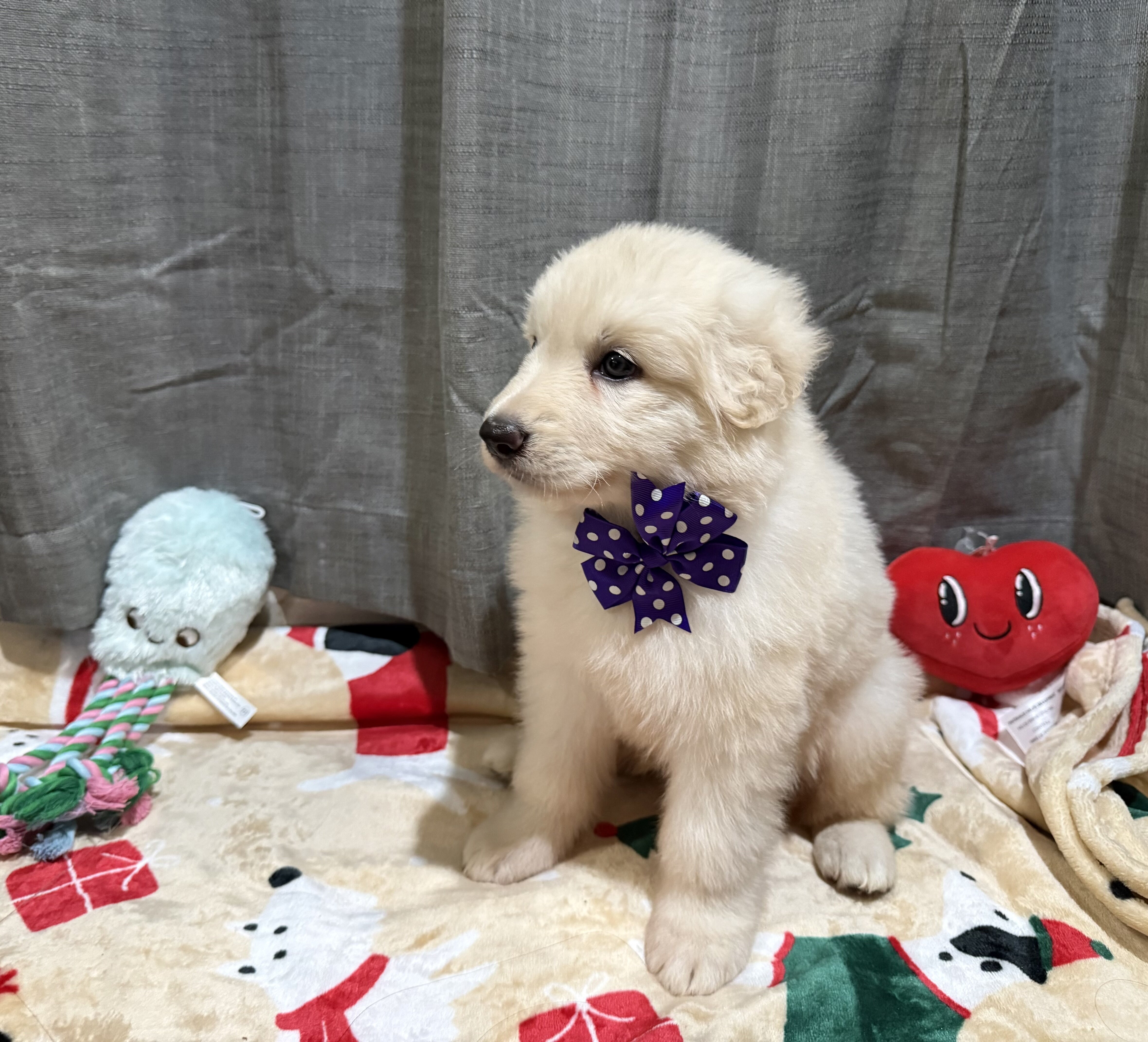 White German Shepherd-SOLD image 3