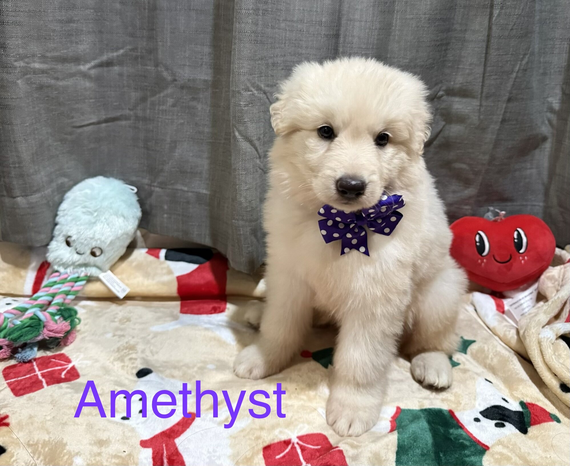 White German Shepherd-SOLD image 1