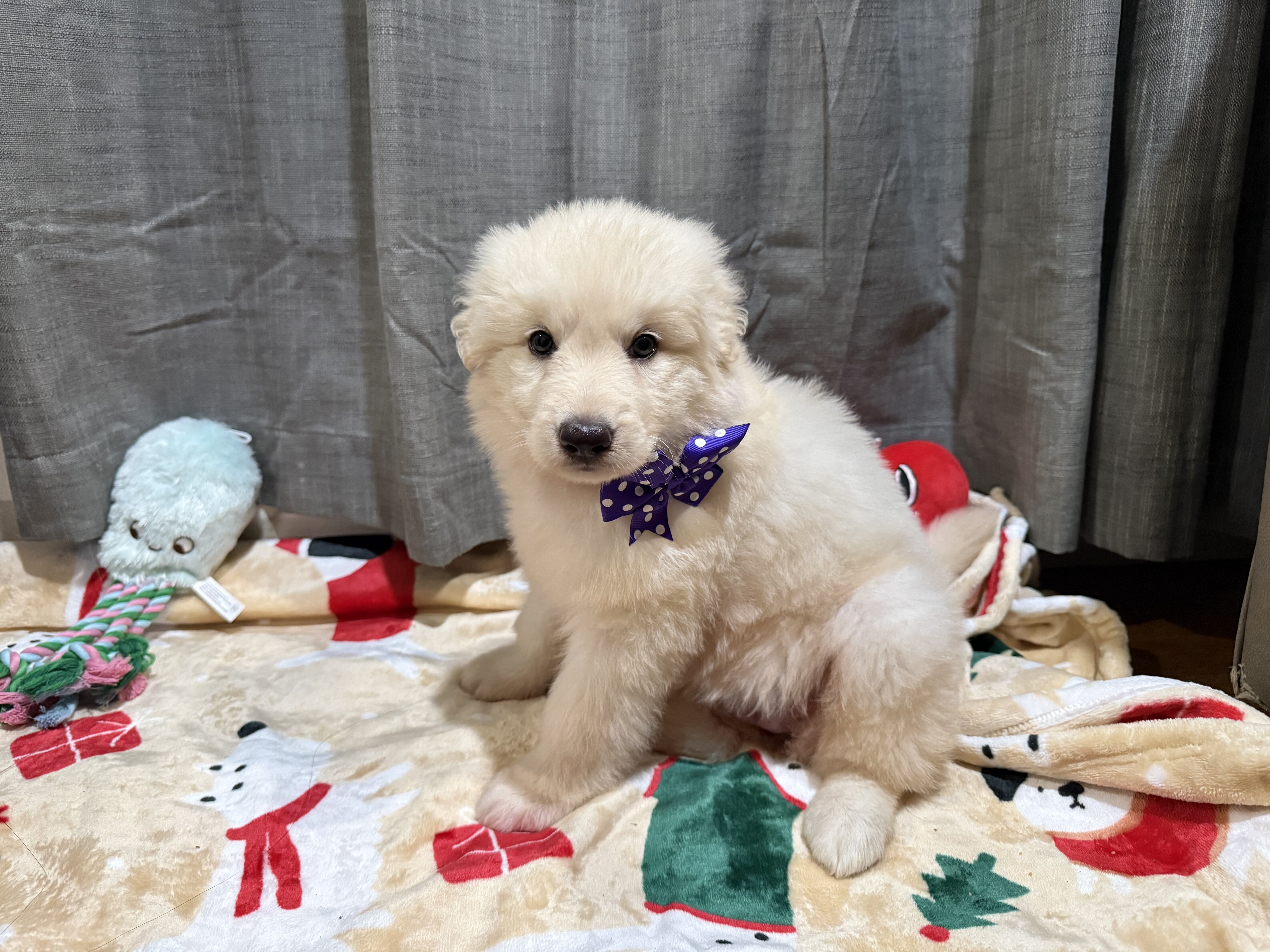 White German Shepherd-SOLD image 4
