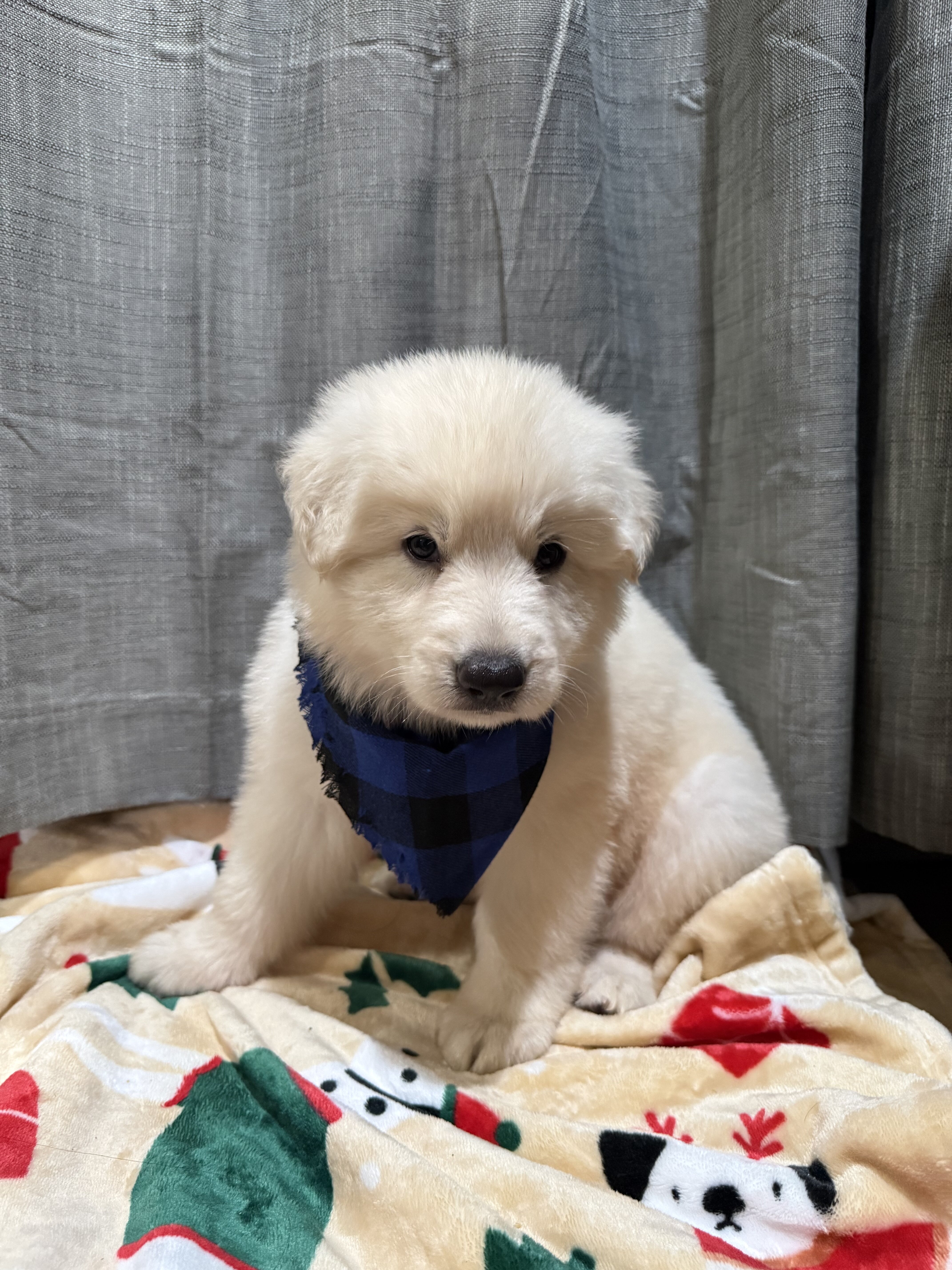 White German shepherd long-coat, SOLD image 2