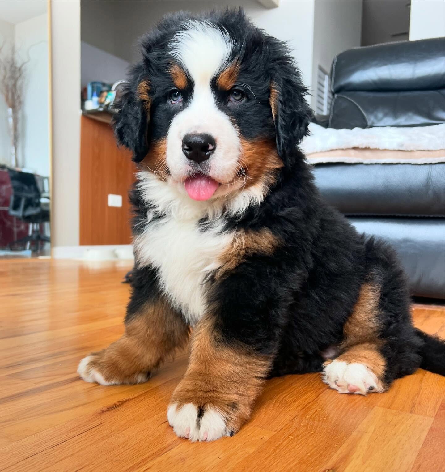 10 week old Bernese mountain dog puppies image 1
