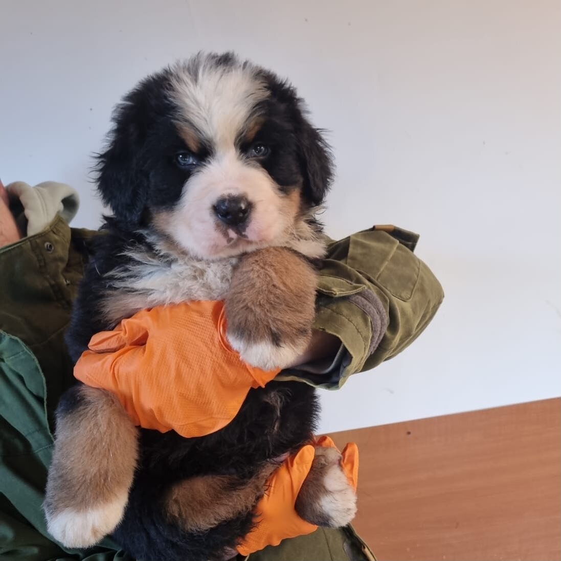 AKC Bernese Mountain Dogs image 3