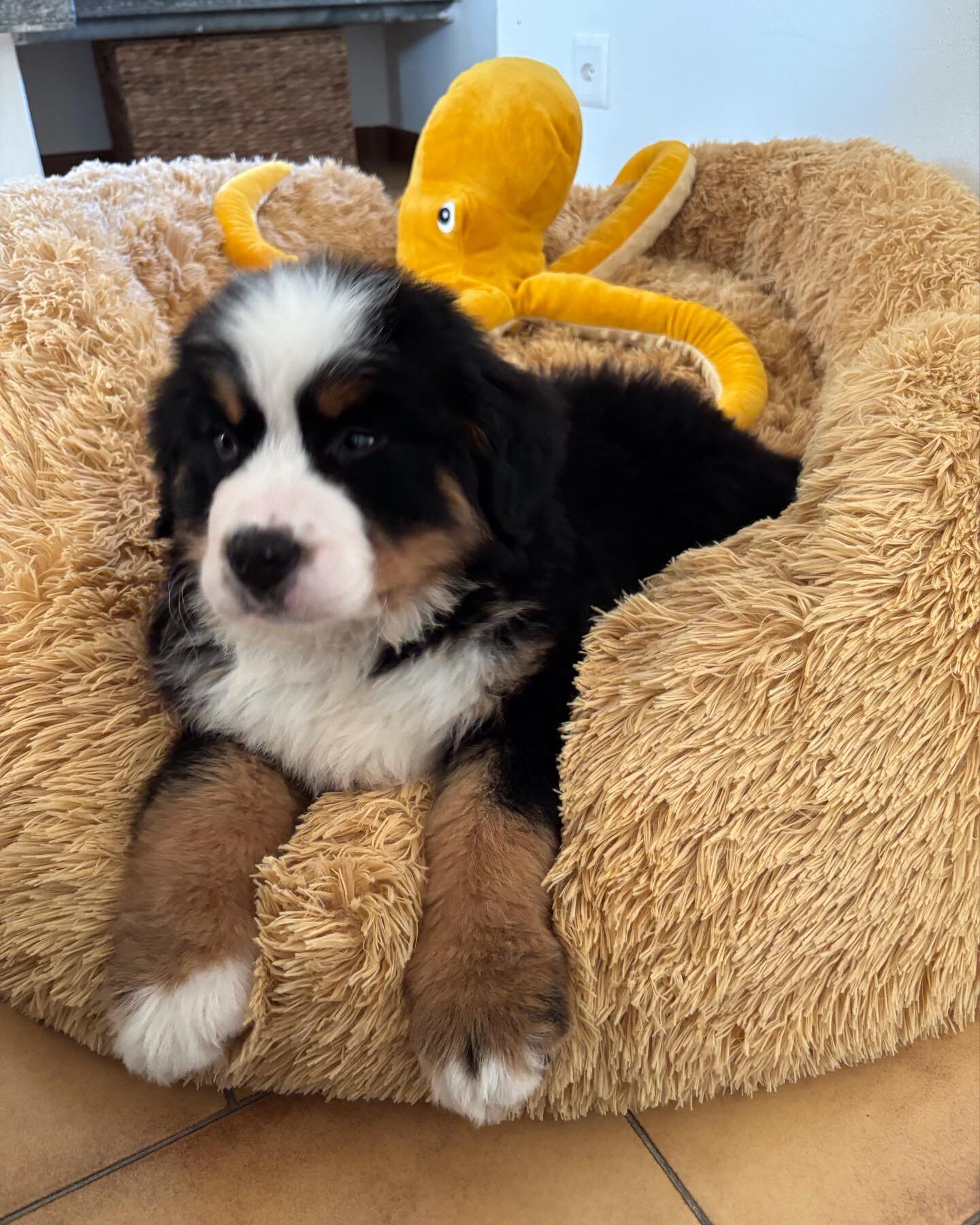 AKC Bernese Mountain Dogs image 2