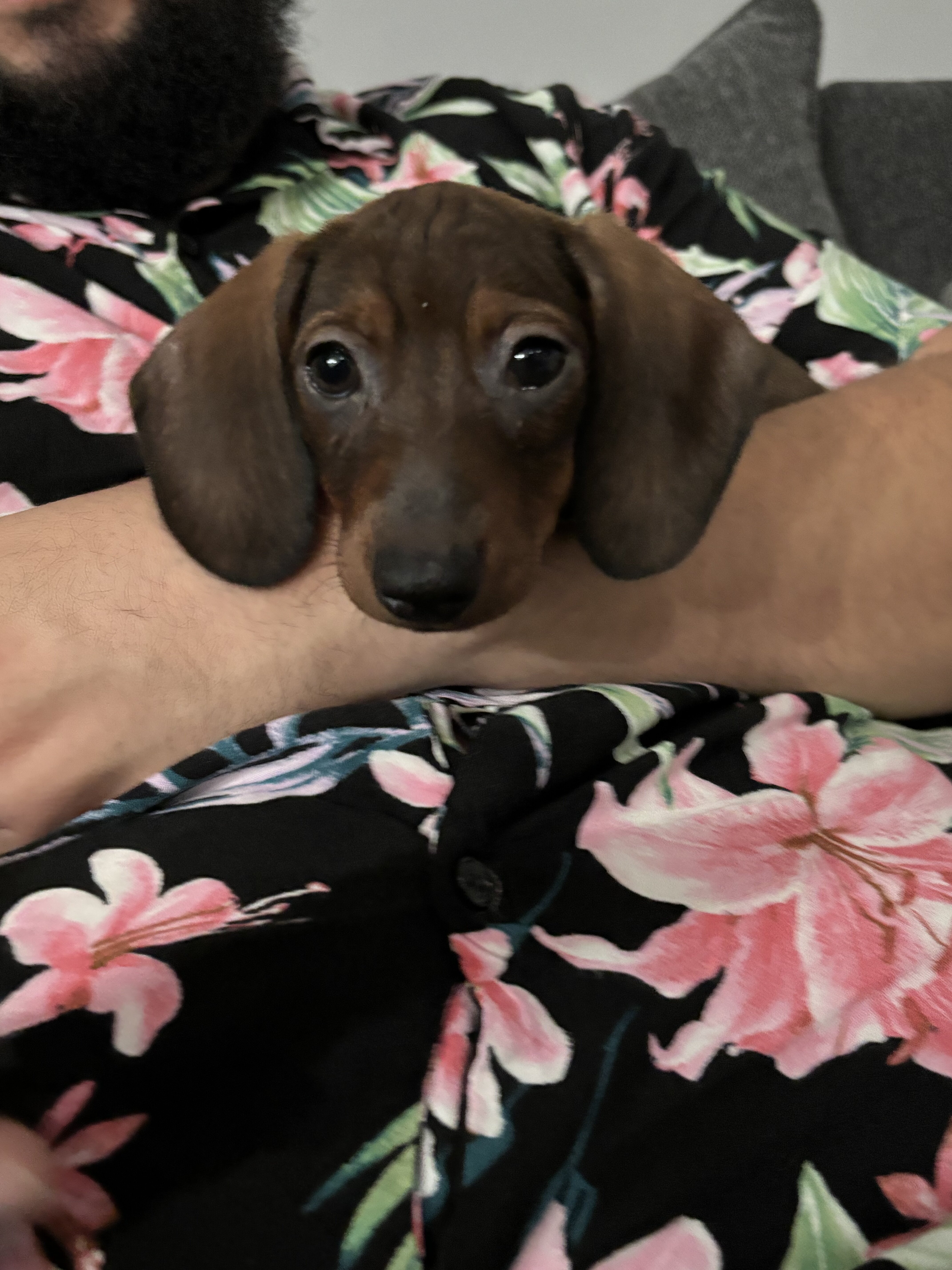 12 week old male miniature dachshund puppy image 4