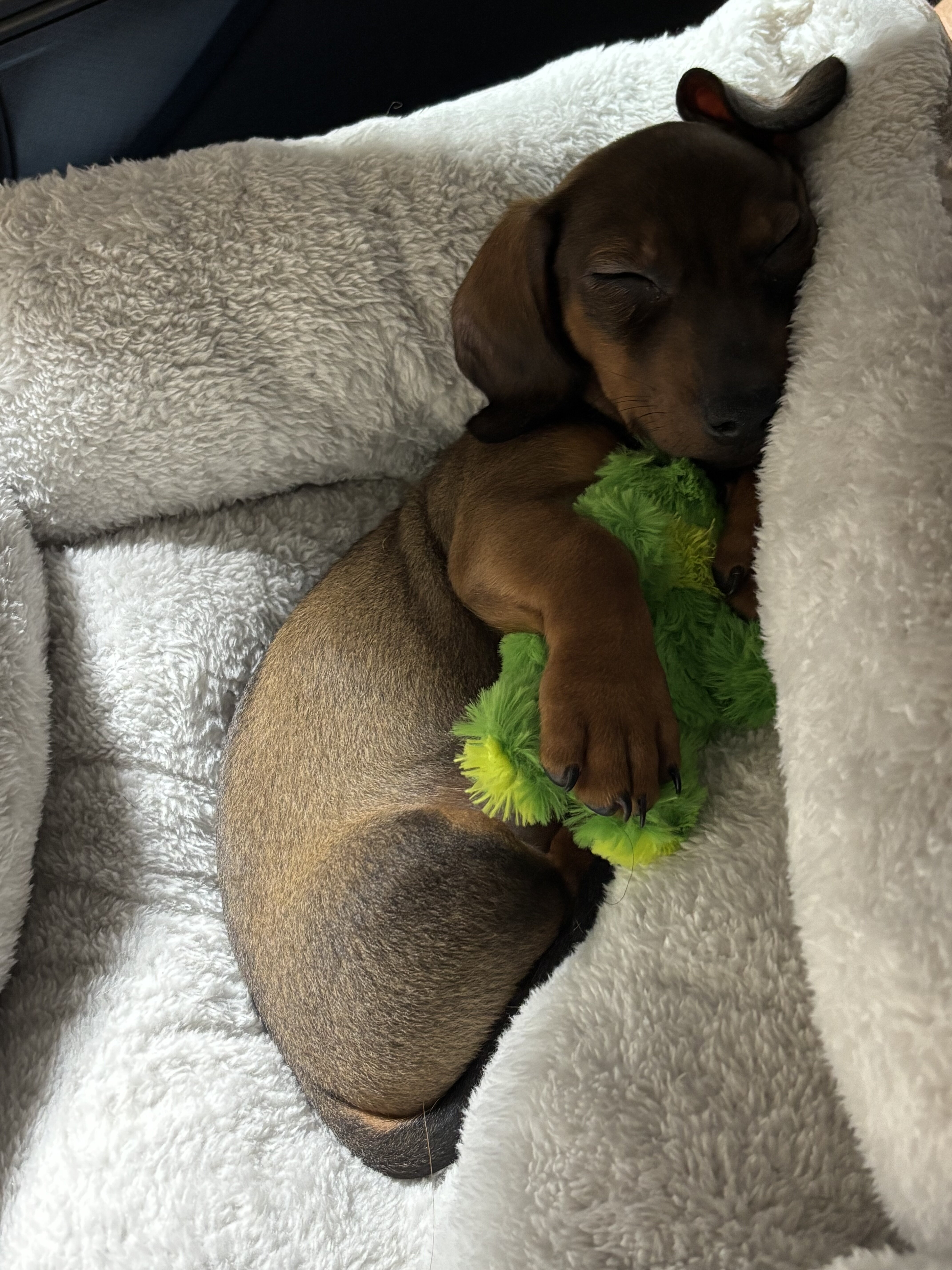 12 week old male miniature dachshund puppy image 3
