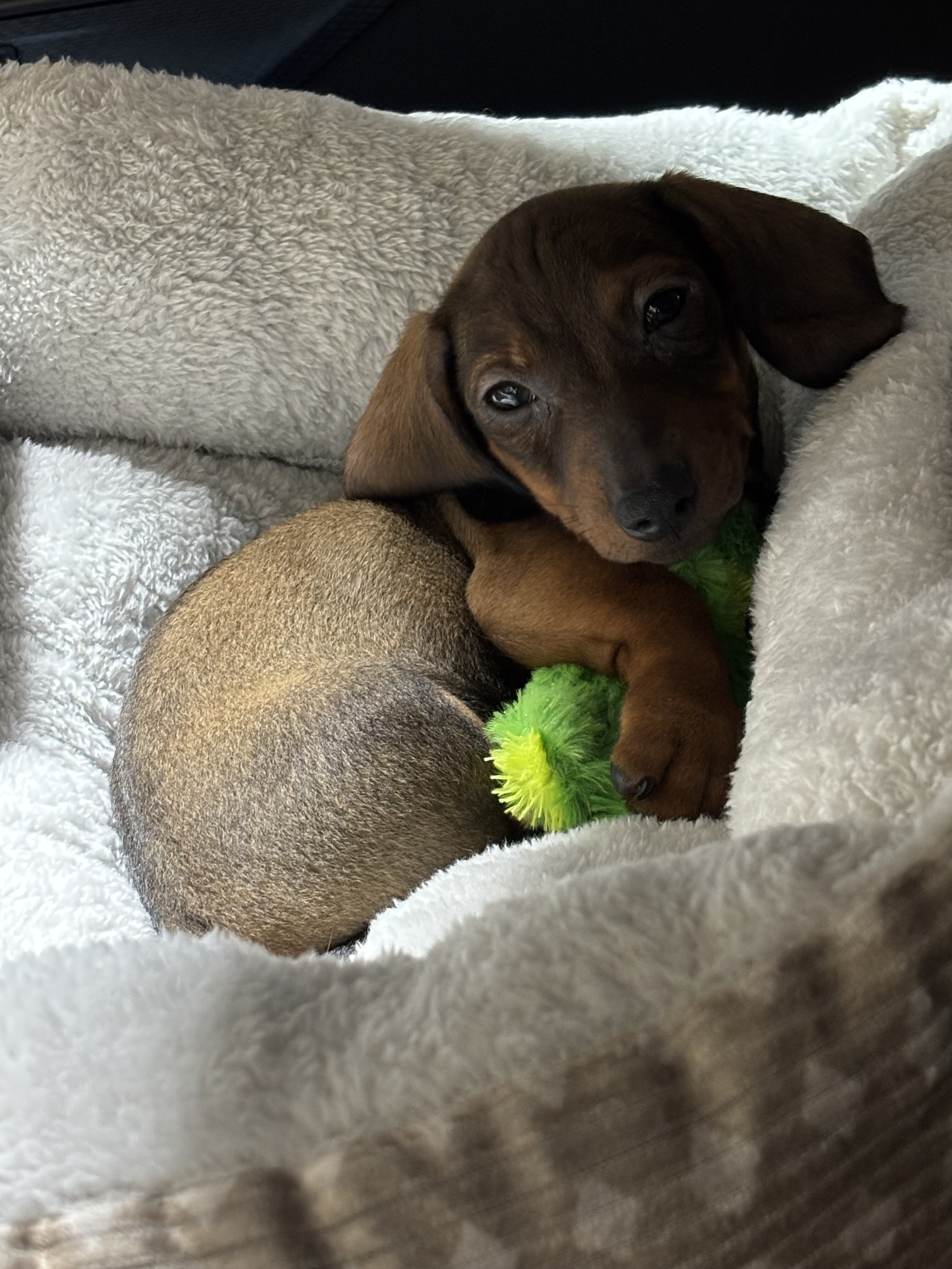 12 week old male miniature dachshund puppy image 2