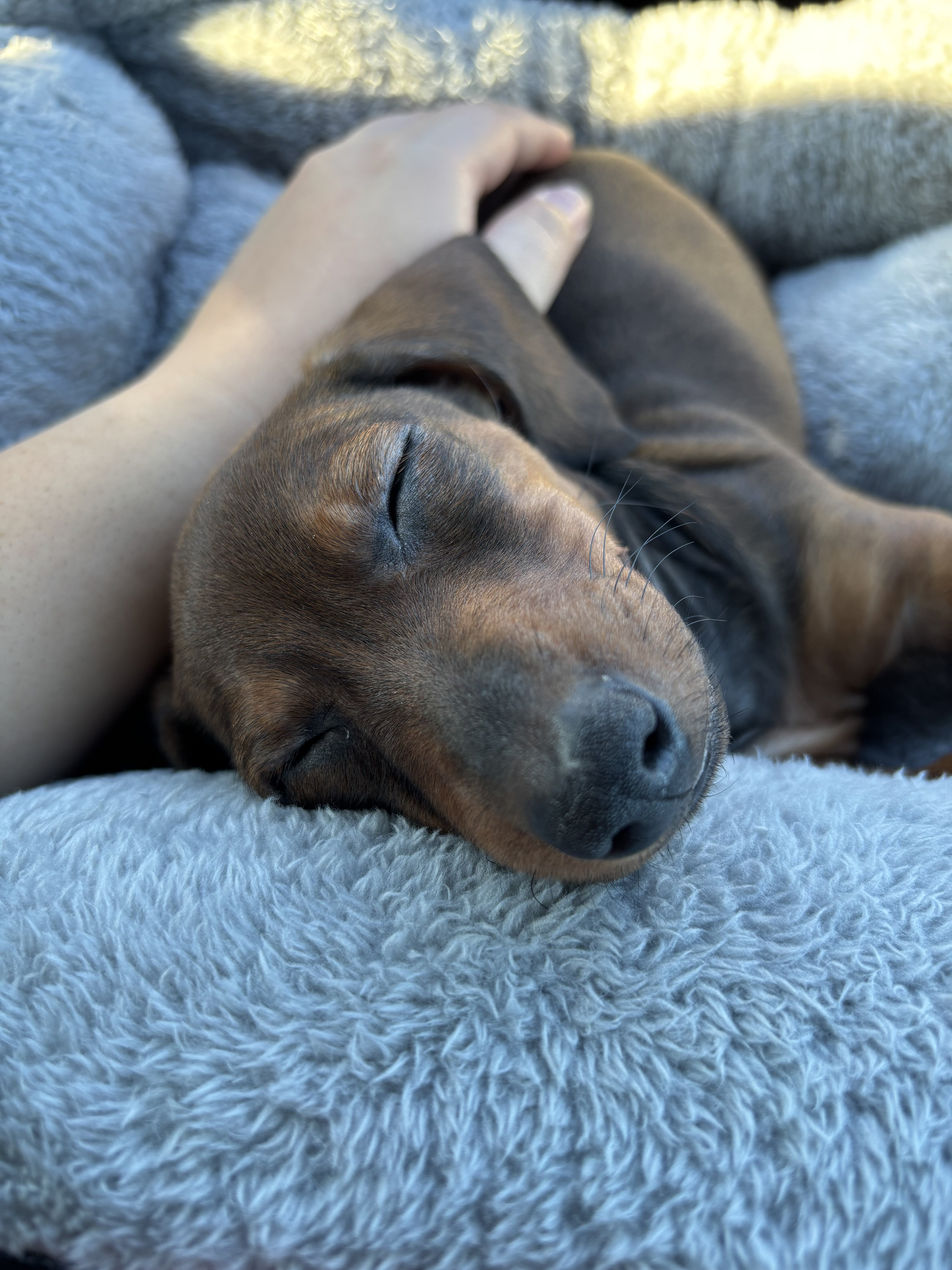 12 week old male miniature dachshund puppy image 1