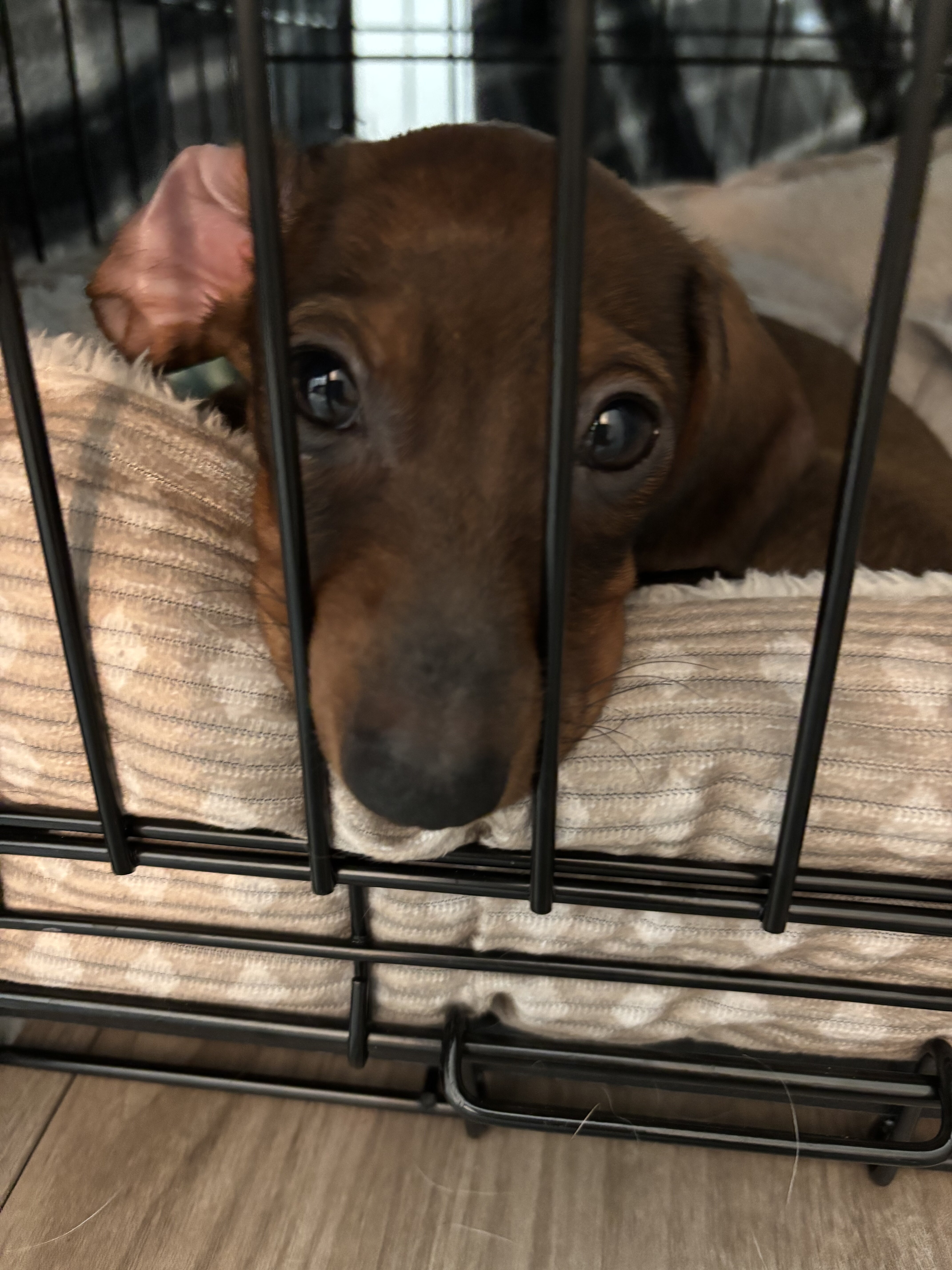 12 week old male dachshund puppy image 3