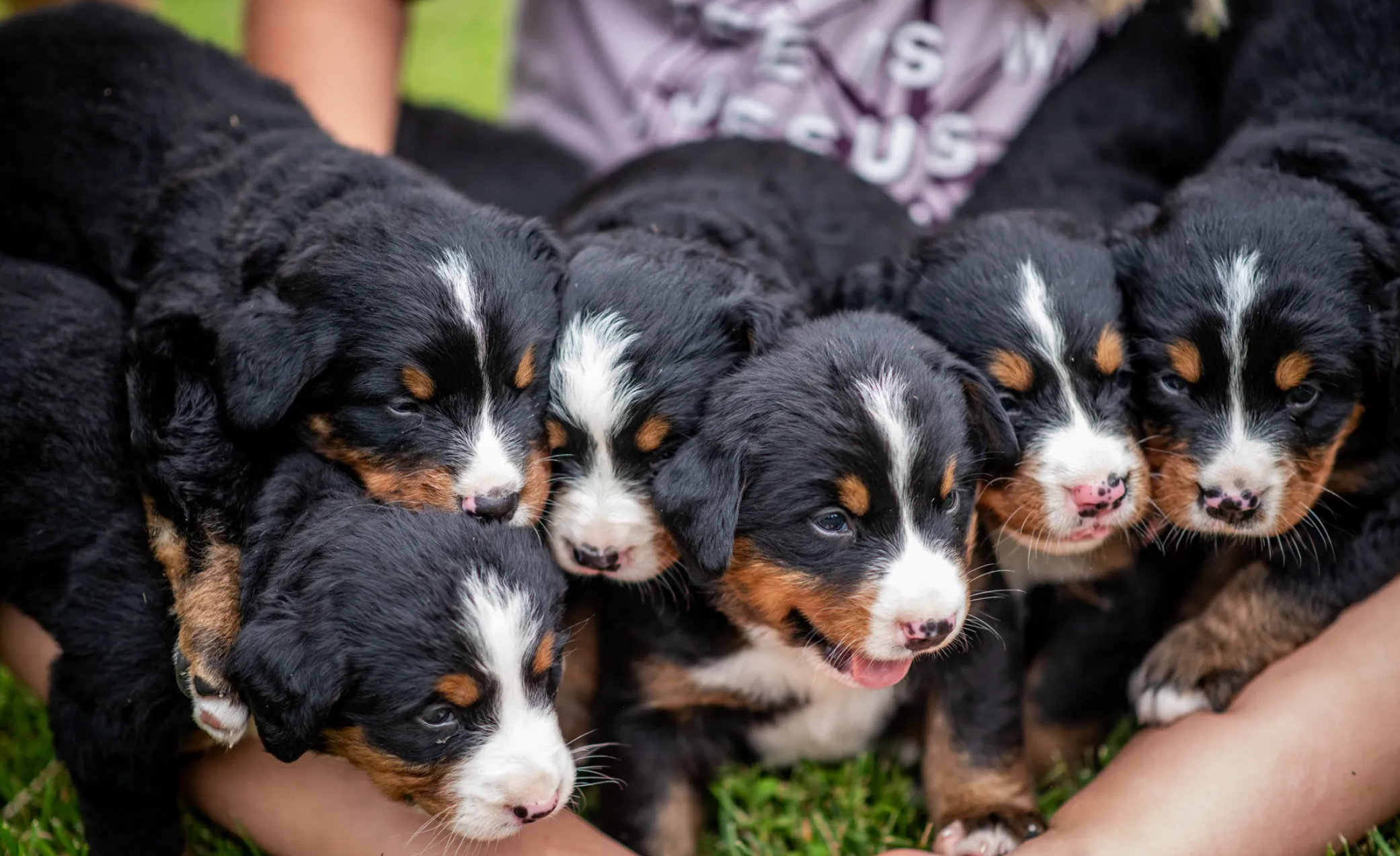 Get A Bernese Mountain Dog image 1