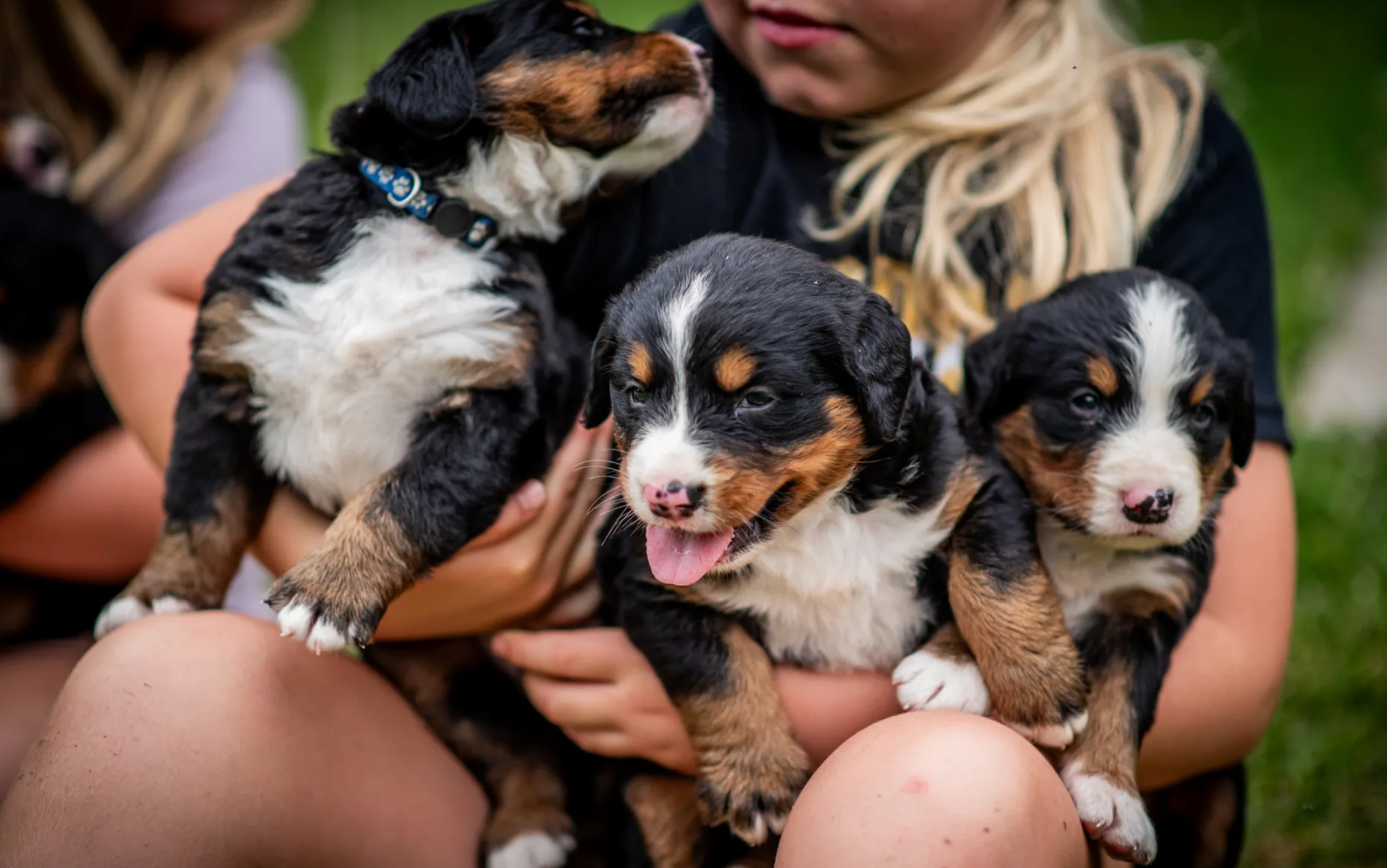 Get A Bernese Mountain Dog image 2
